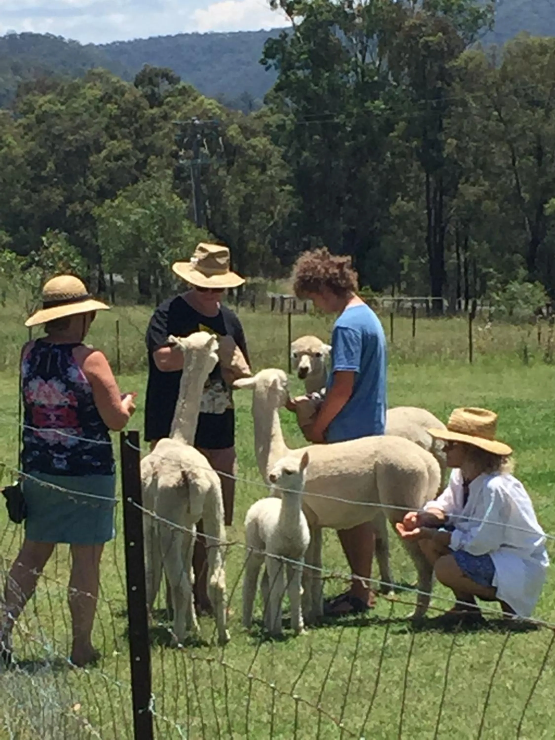 Day in Starline Alpacas Farmstay Resort