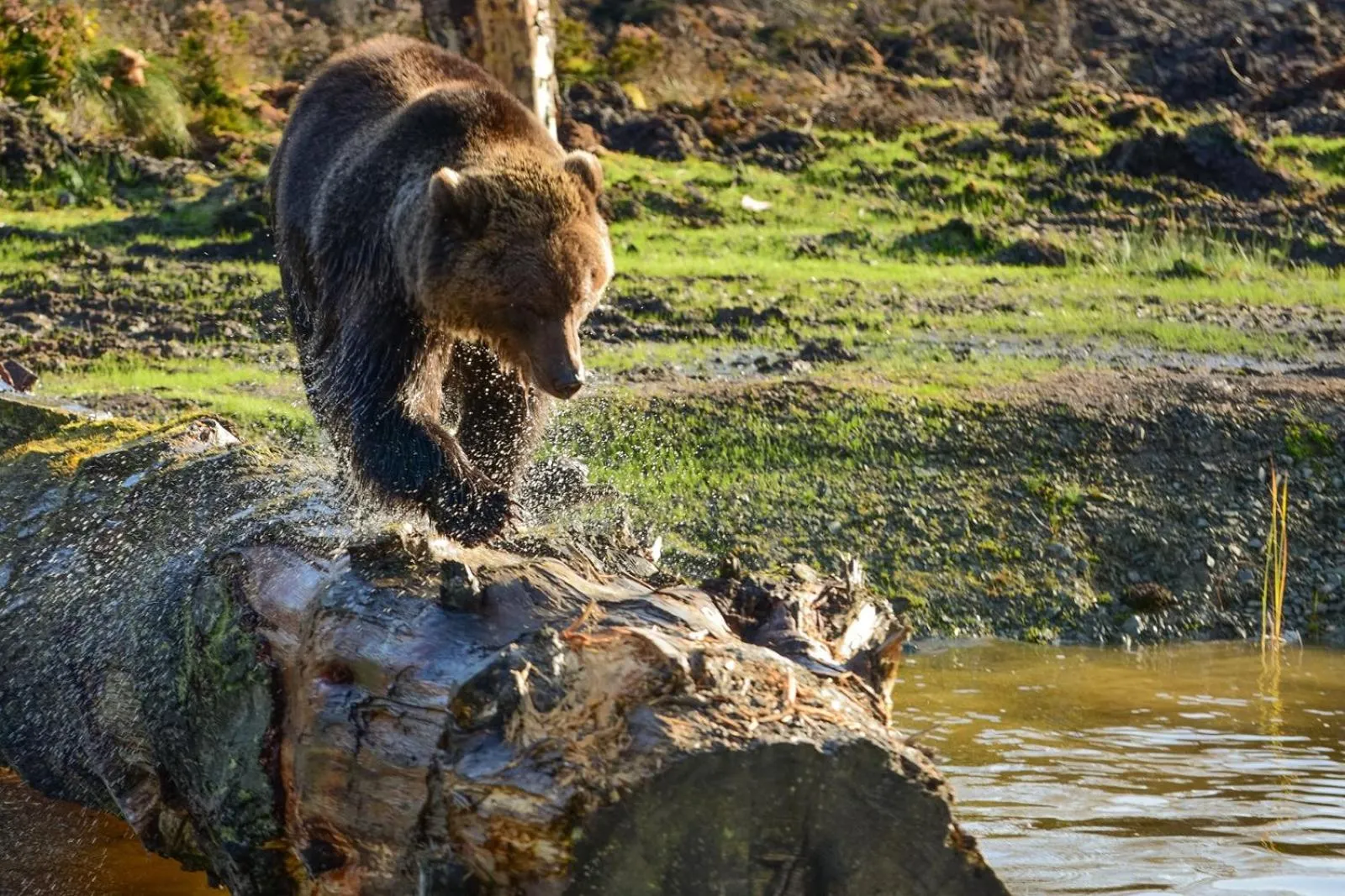 Animals in Redcastle Hotel