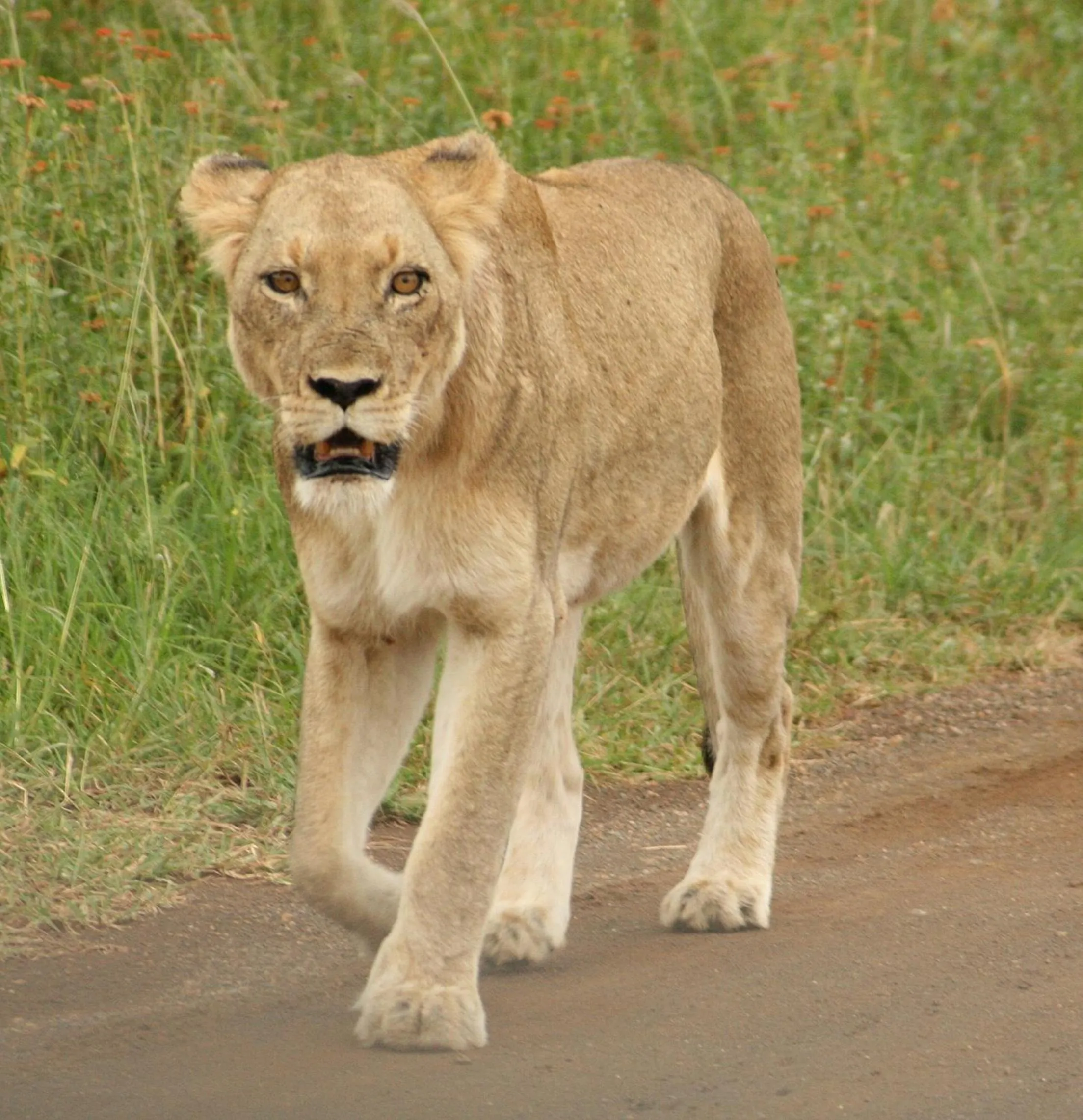 Area and facilities in Needles Lodge