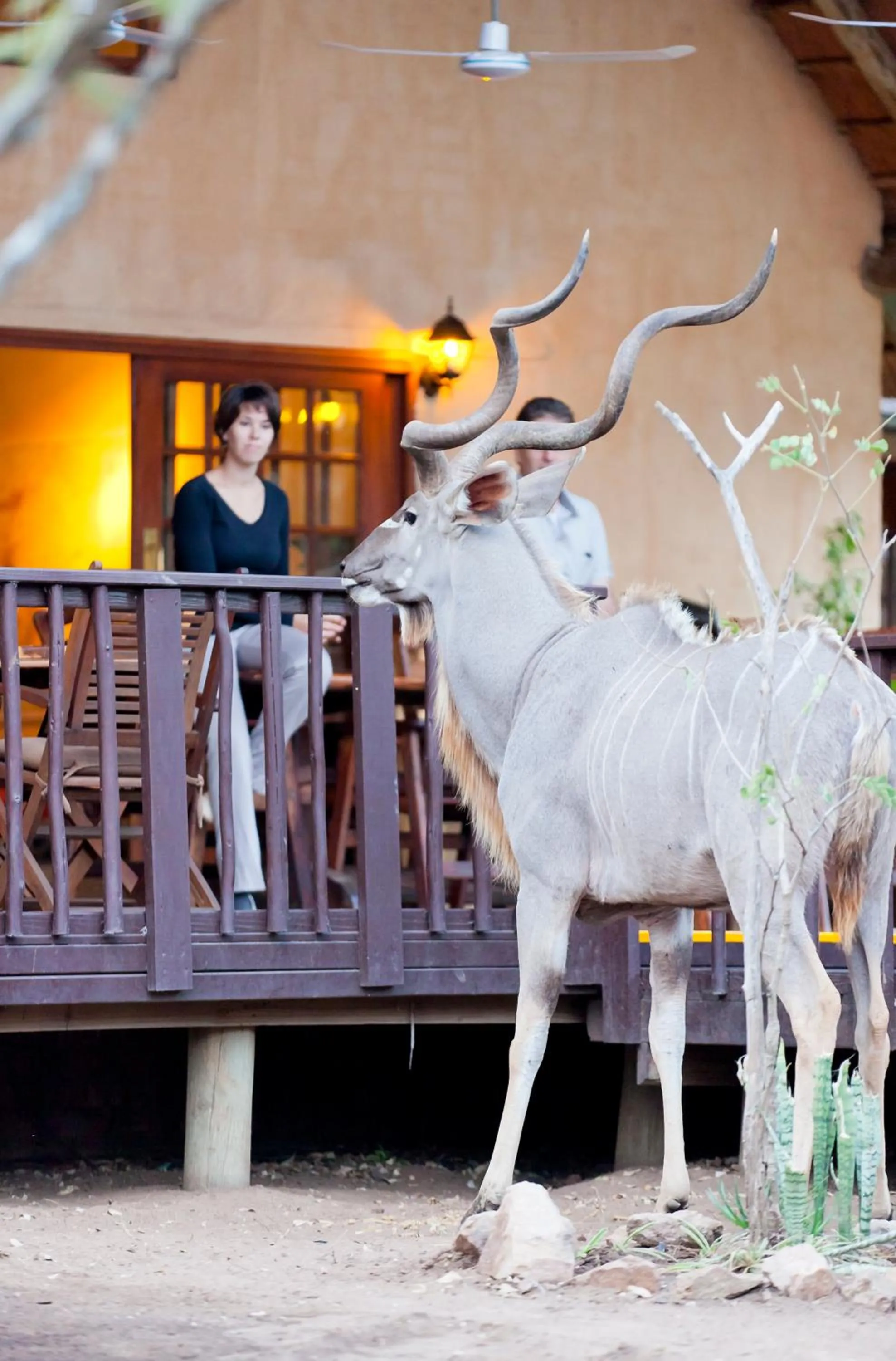 View (from property/room) in Needles Lodge