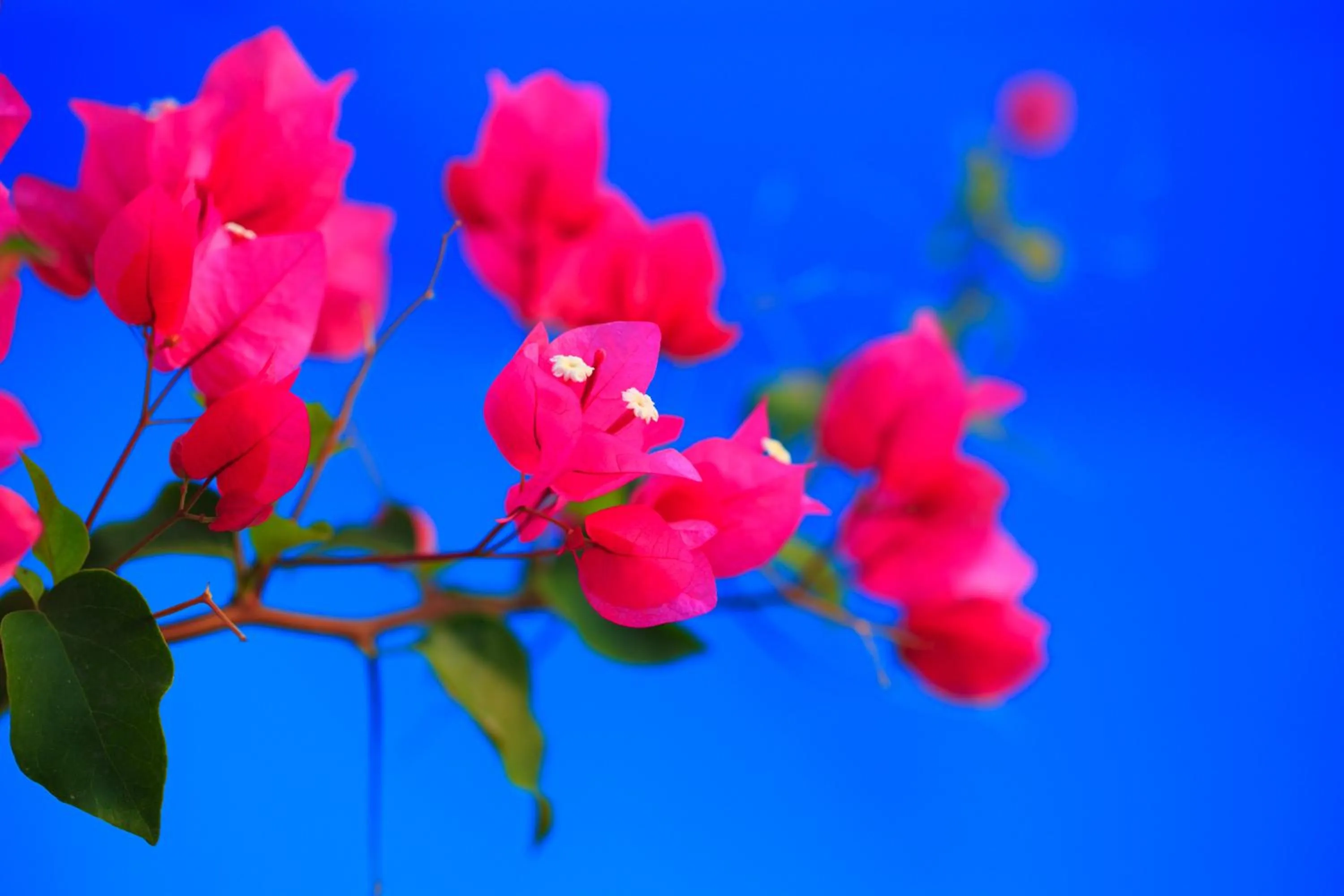 Decorative detail in Stroubis Studios I