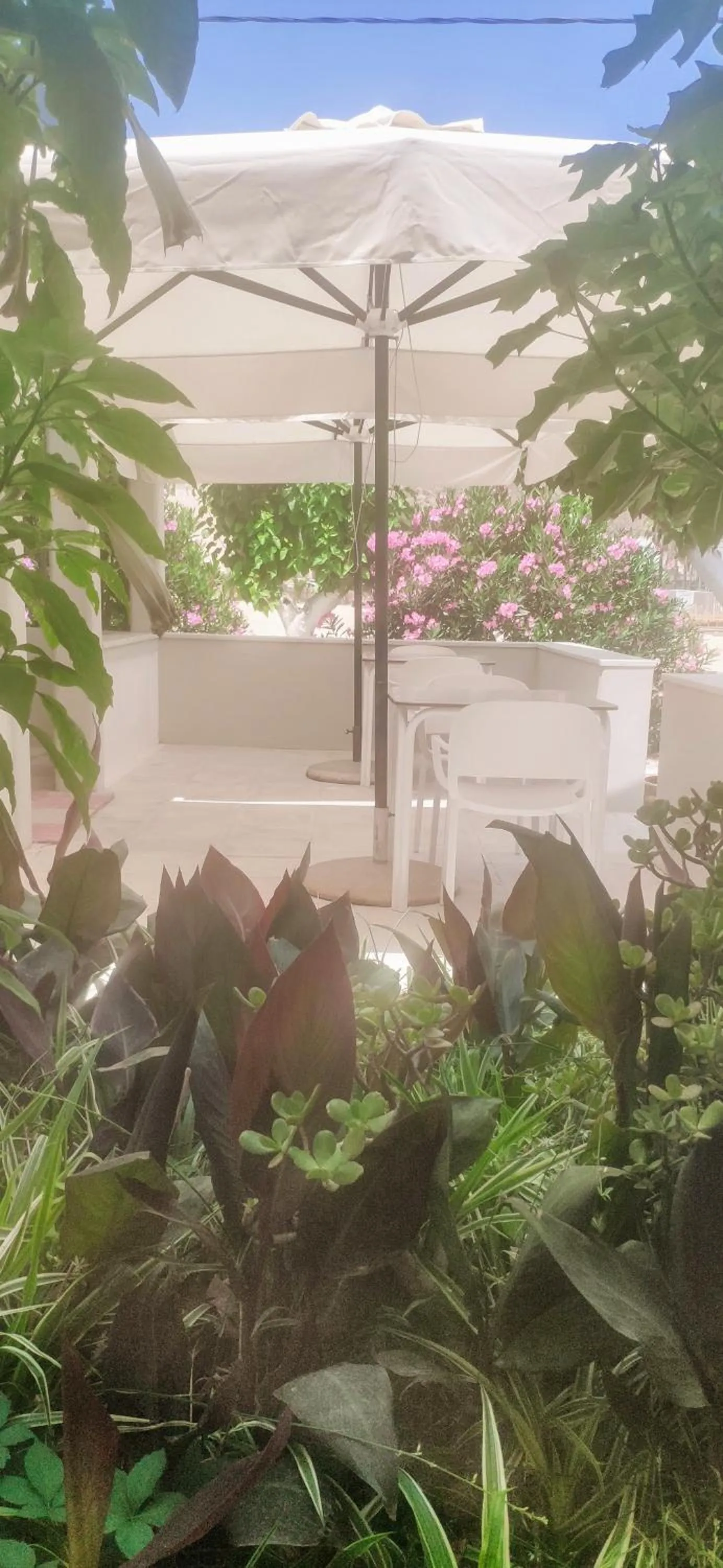 Garden in Hotel Peli