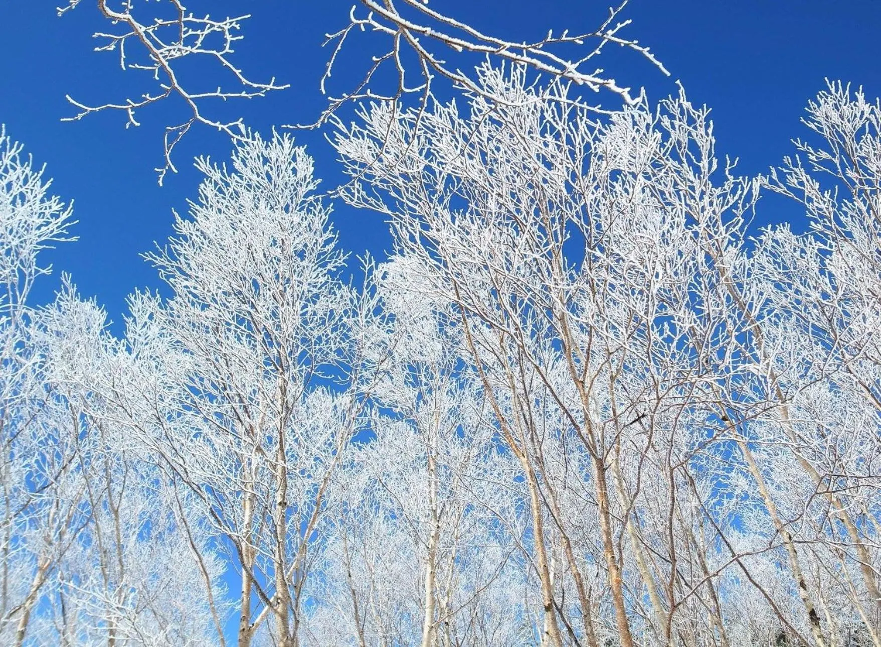 Skiing in Club Wyndham Shirakabaso Shigakogen