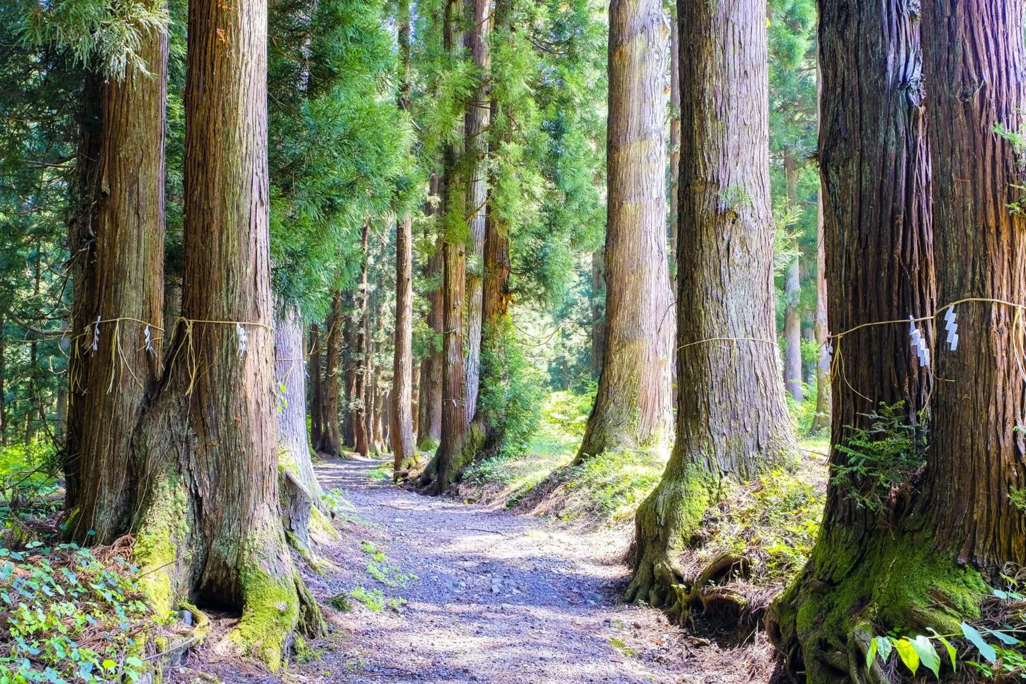 Nearby landmark in Sakadojo