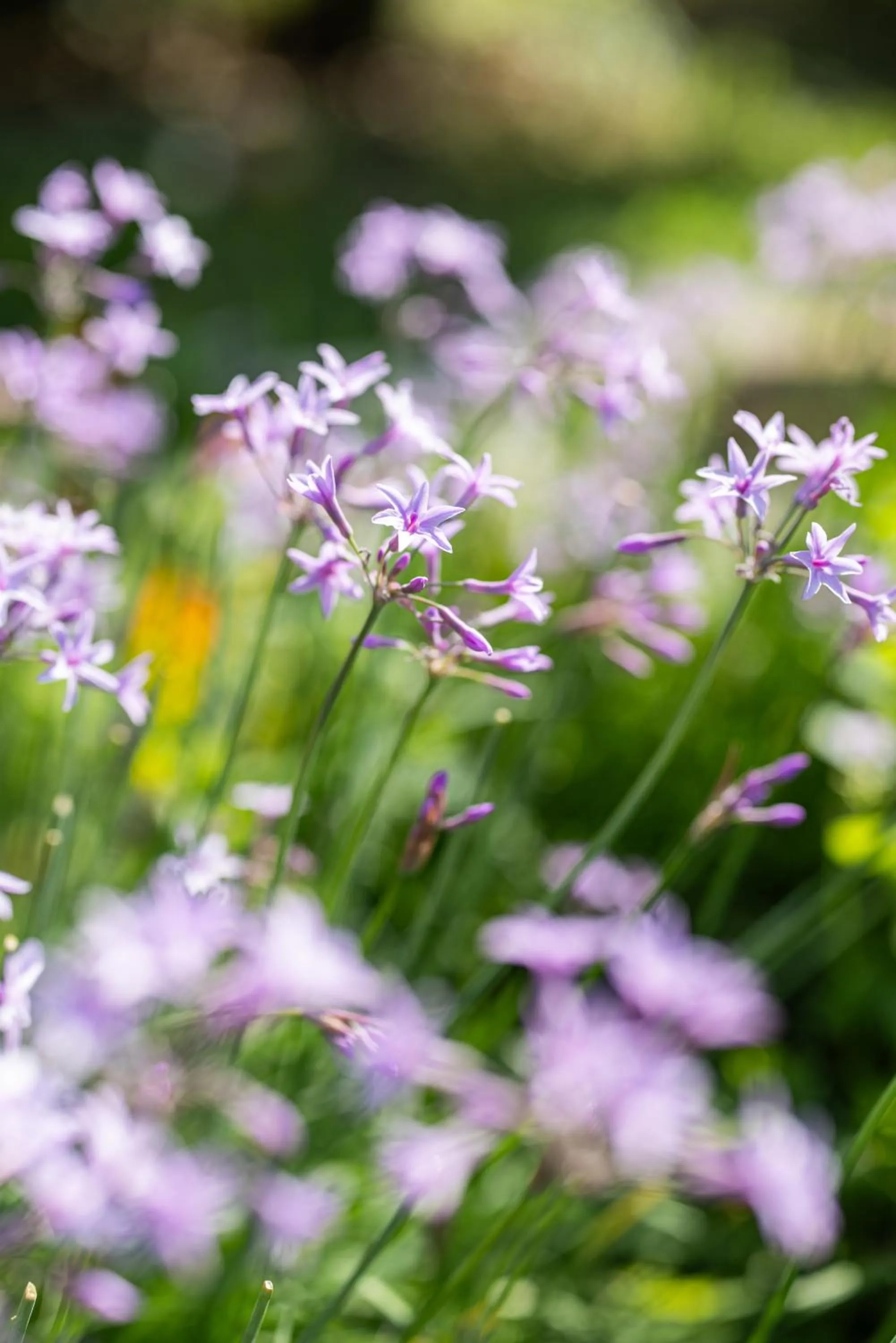 Garden in Hôtel Restaurant la Corniche