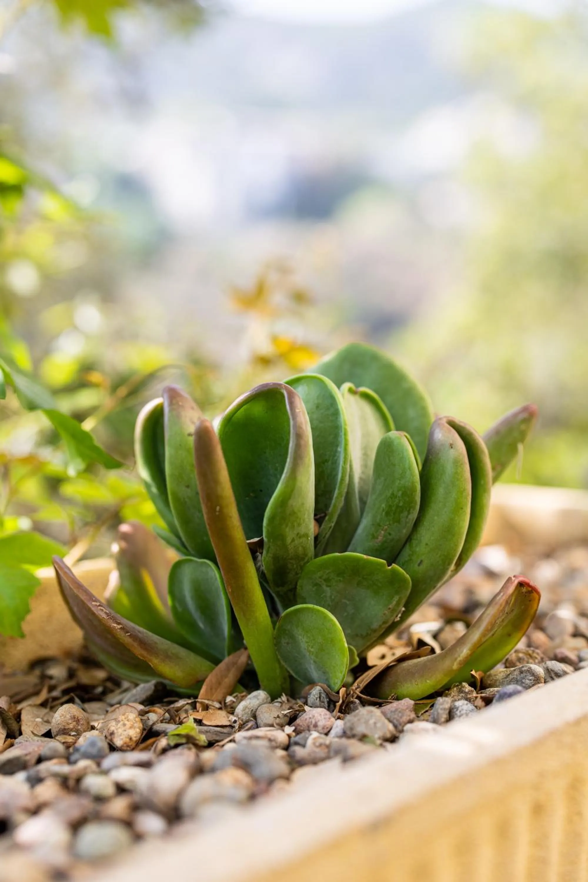 Spring in Hôtel Restaurant la Corniche
