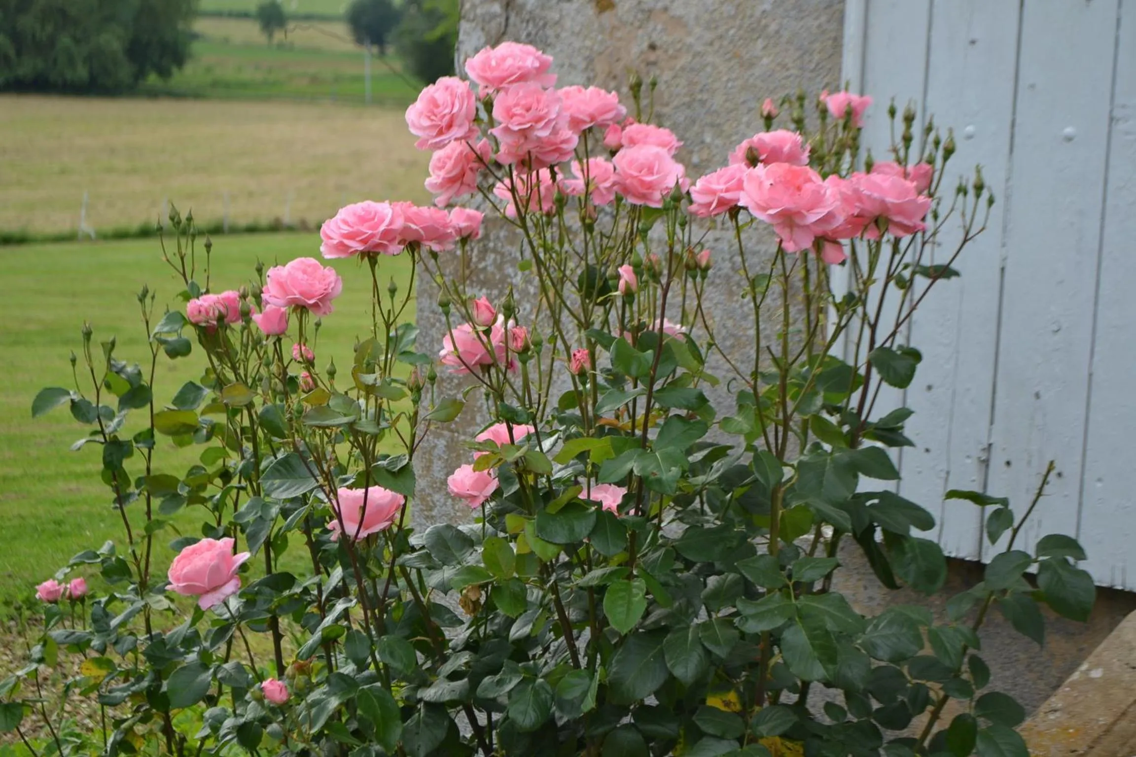 Garden in Château de SURY