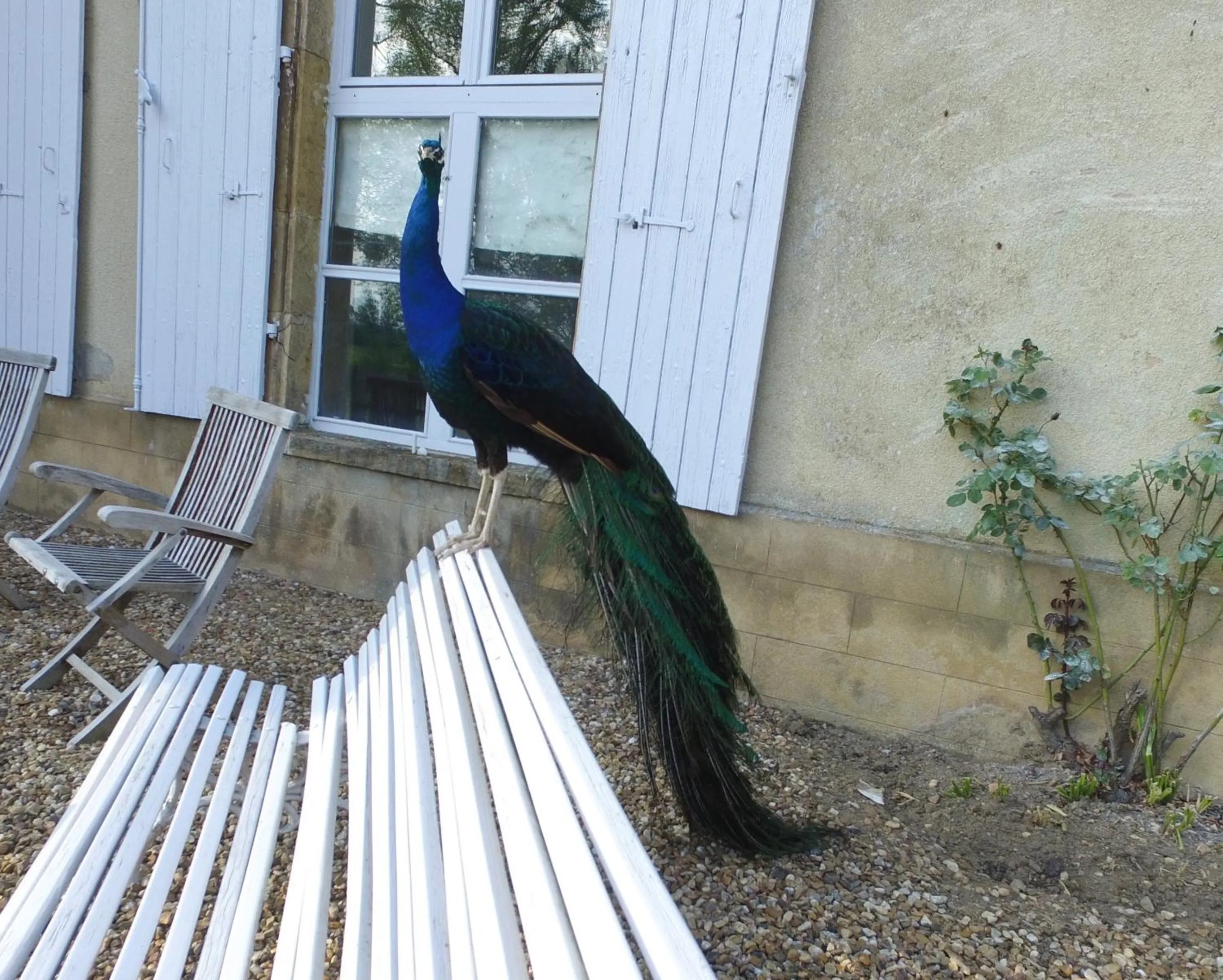 Pets in Château de SURY