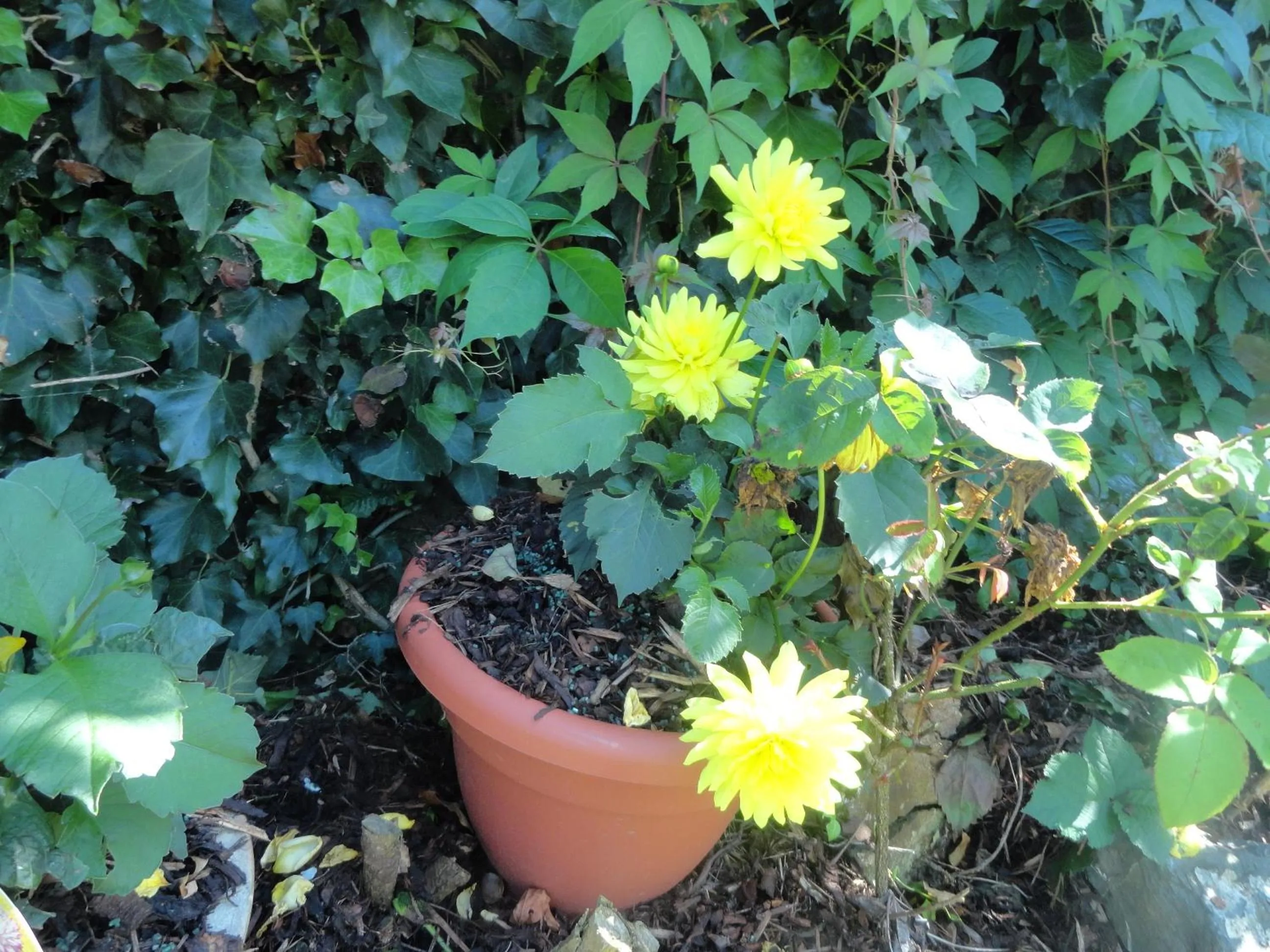Garden in Orley House B&B