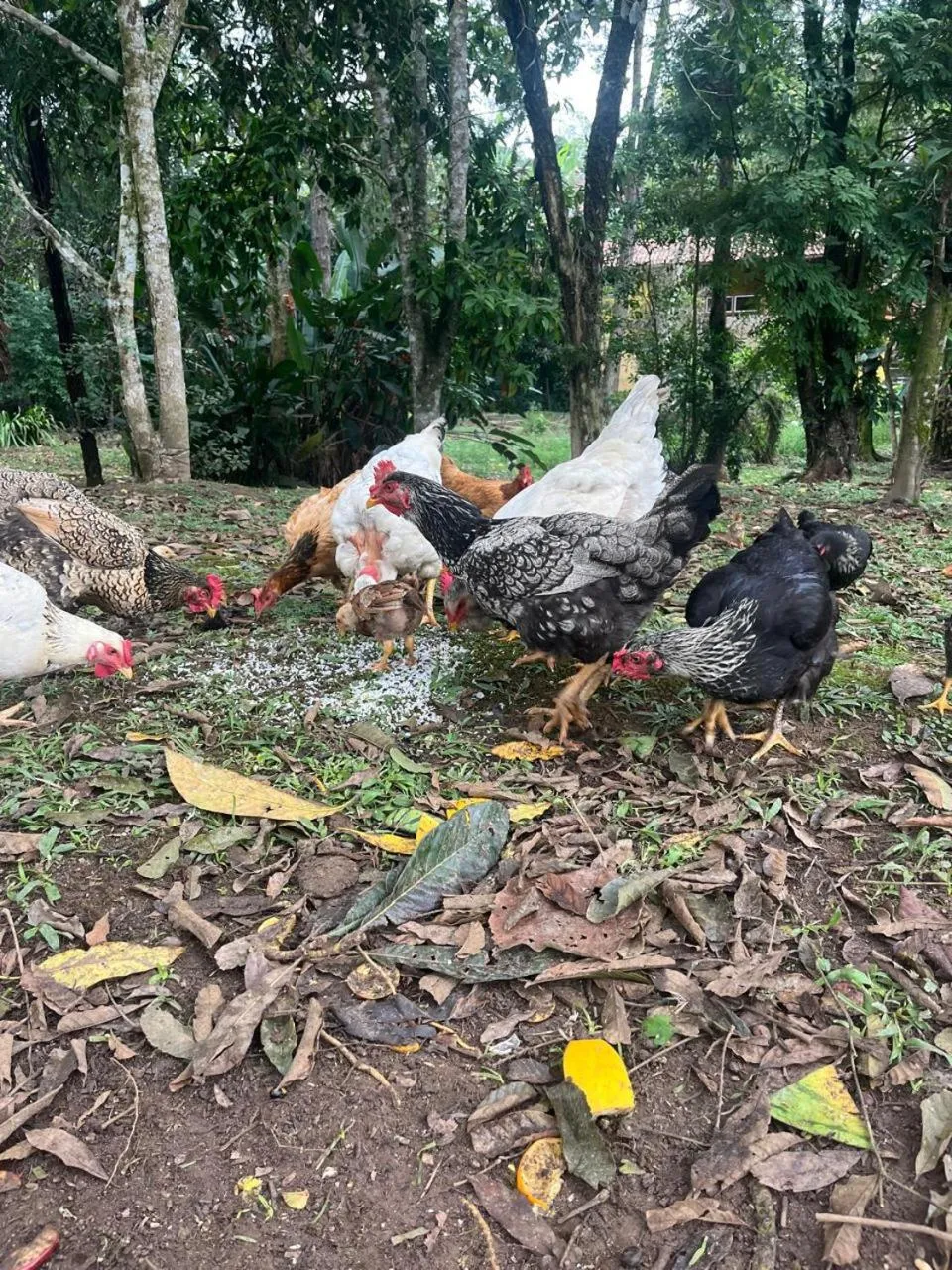 Pousada Sabor da Serra