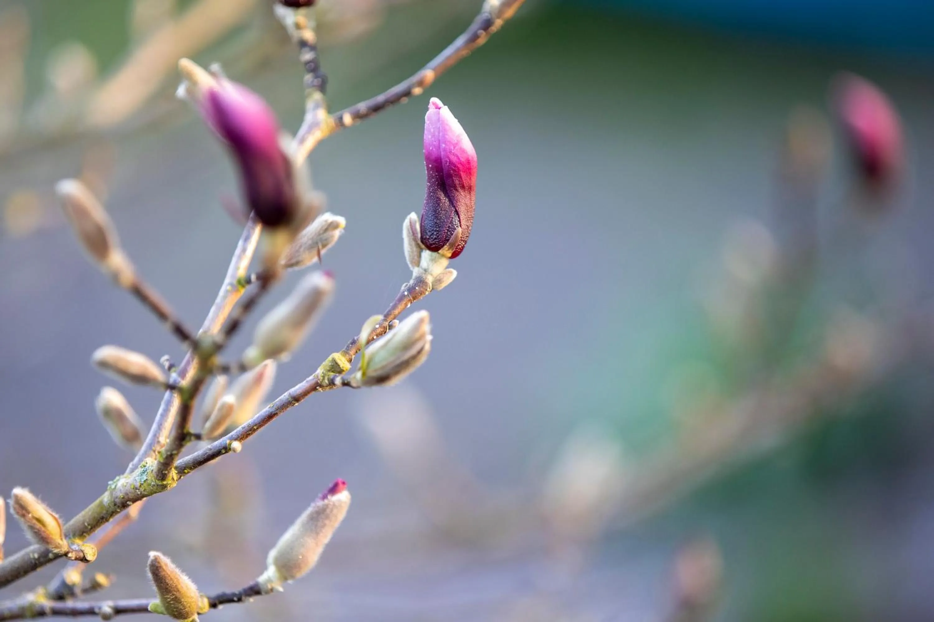 Garden in Seehotel Grunewald