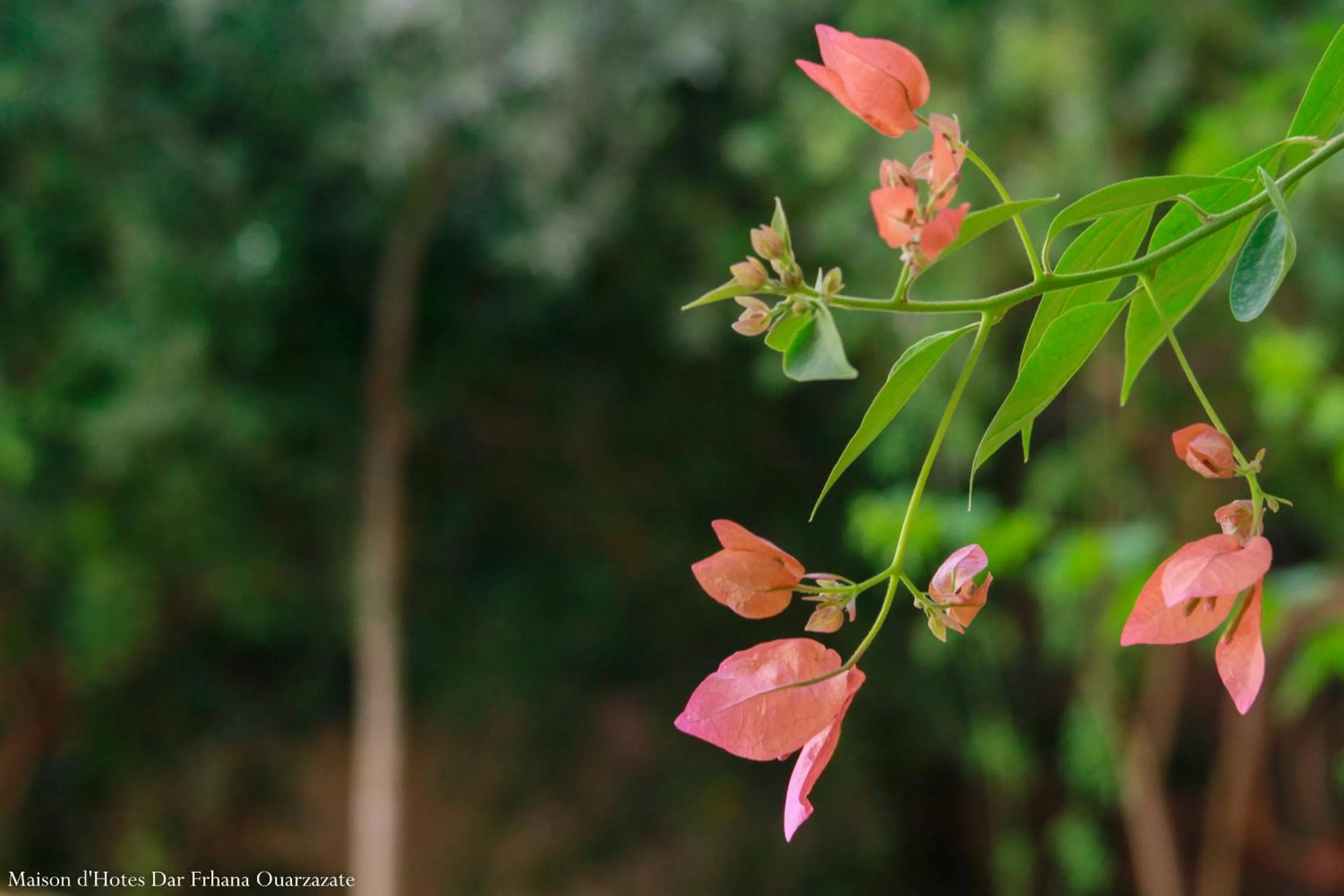 Garden in Maison d'hôtes Dar Farhana