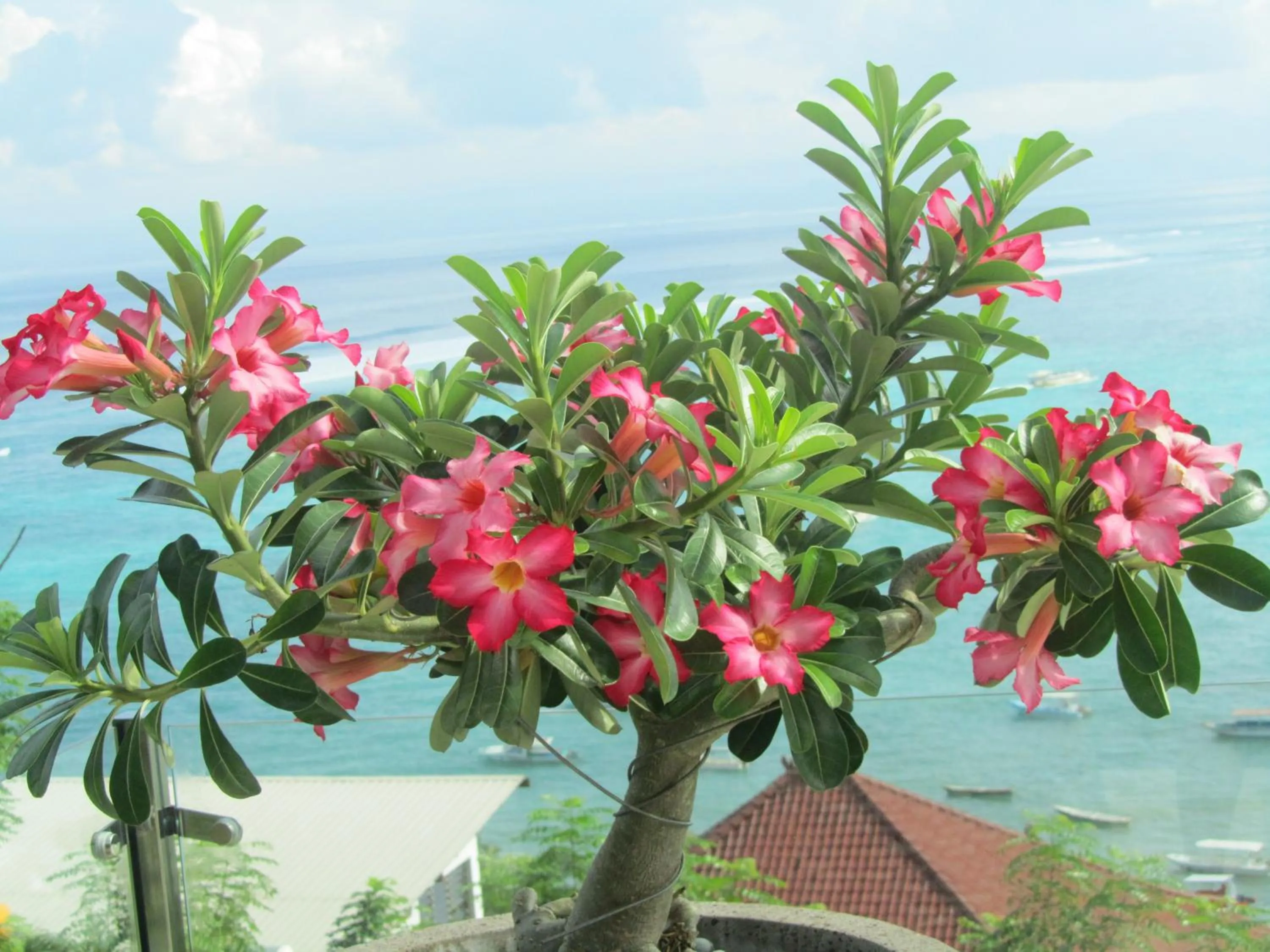 Balcony/Terrace in Lembongan Harmony Villas