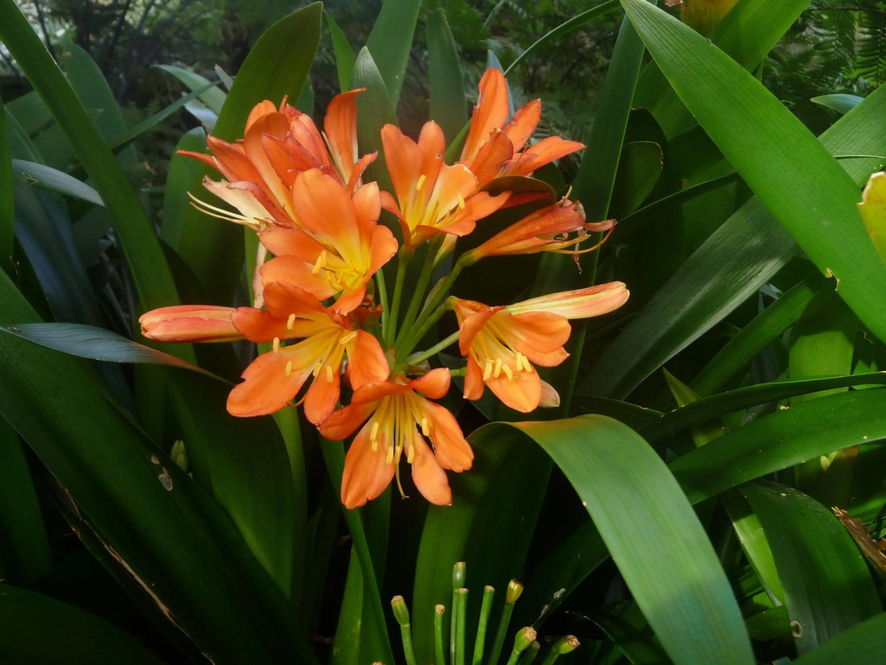 Garden in 49 on Jans Beach Break