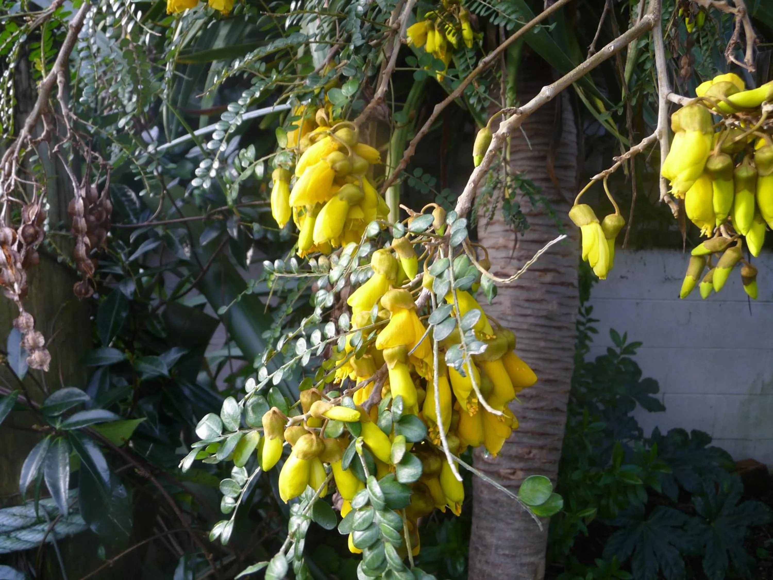 Garden in 49 on Jans Beach Break