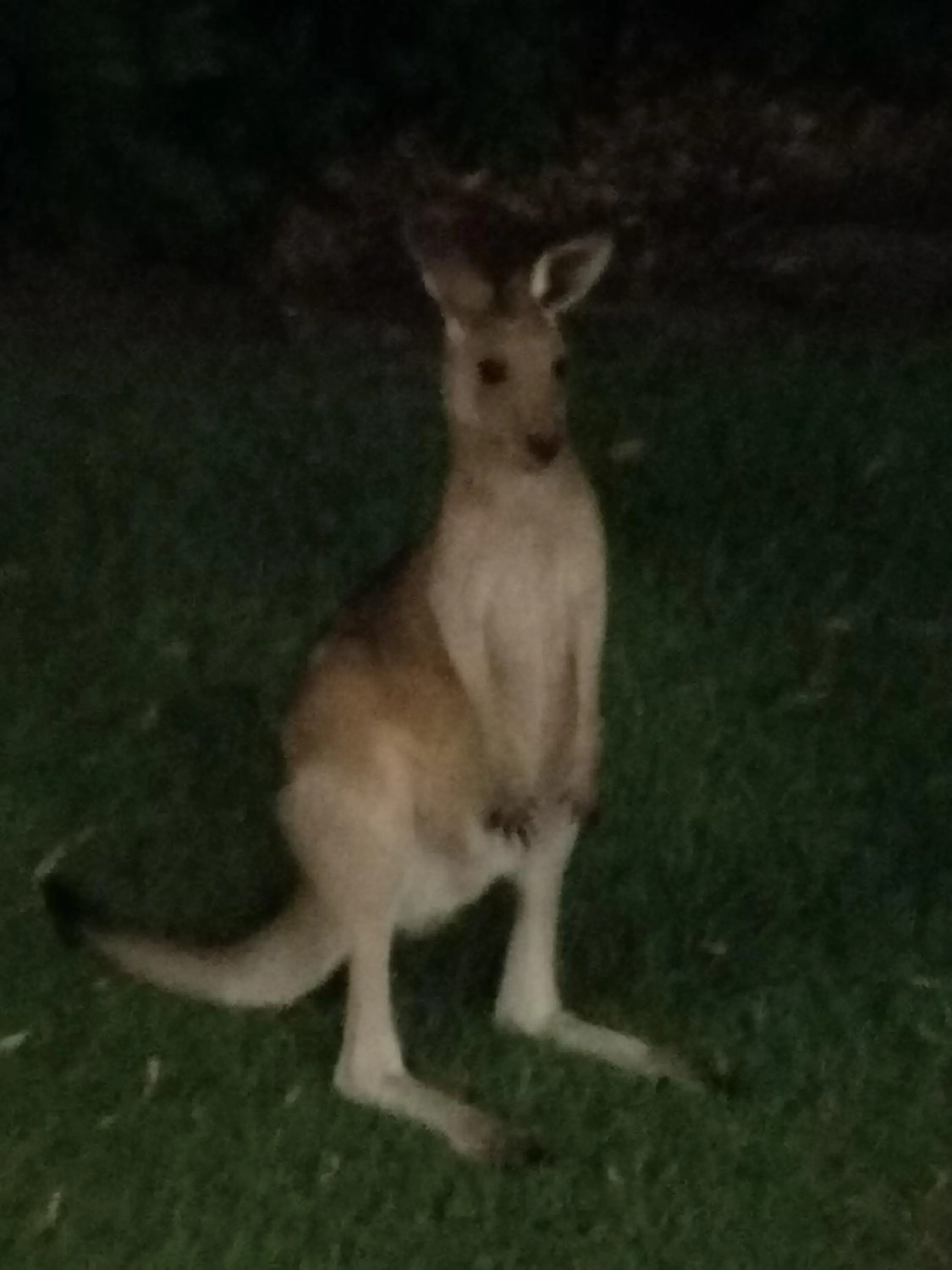 Animals in Stay @ The Cube