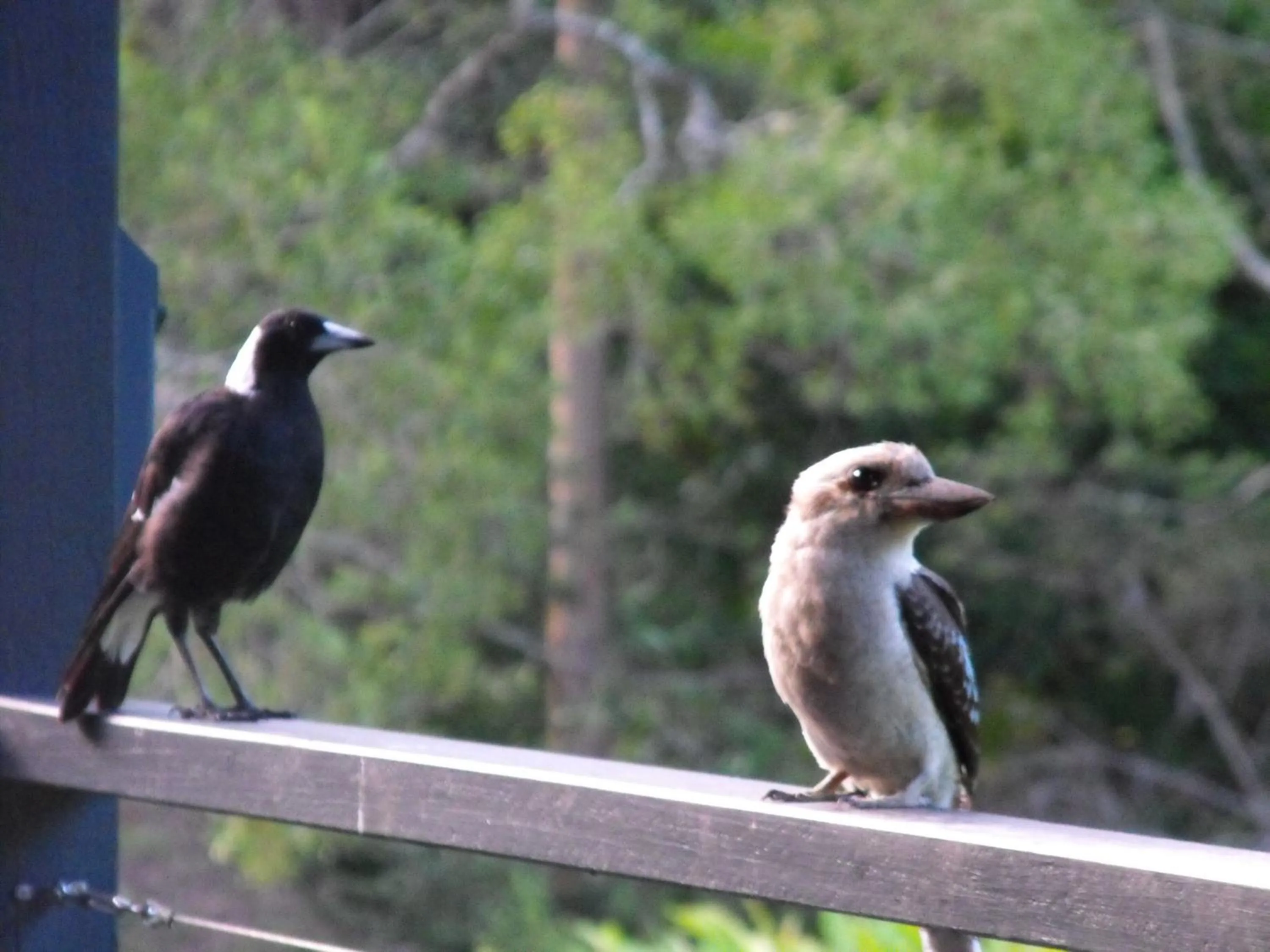 Animals in Stay @ The Cube
