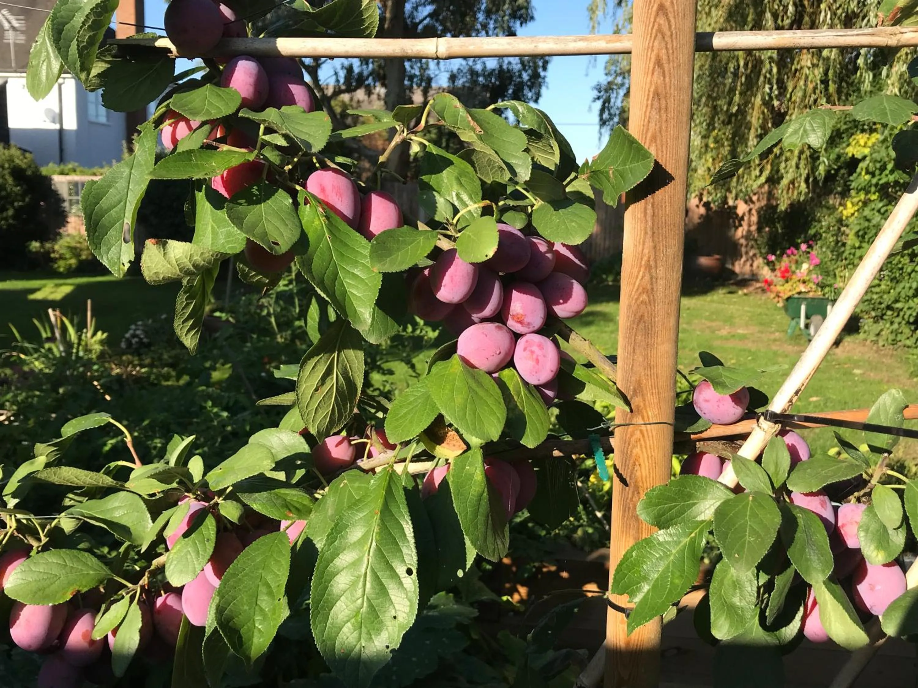 Garden view in Corner House Luxury BnB