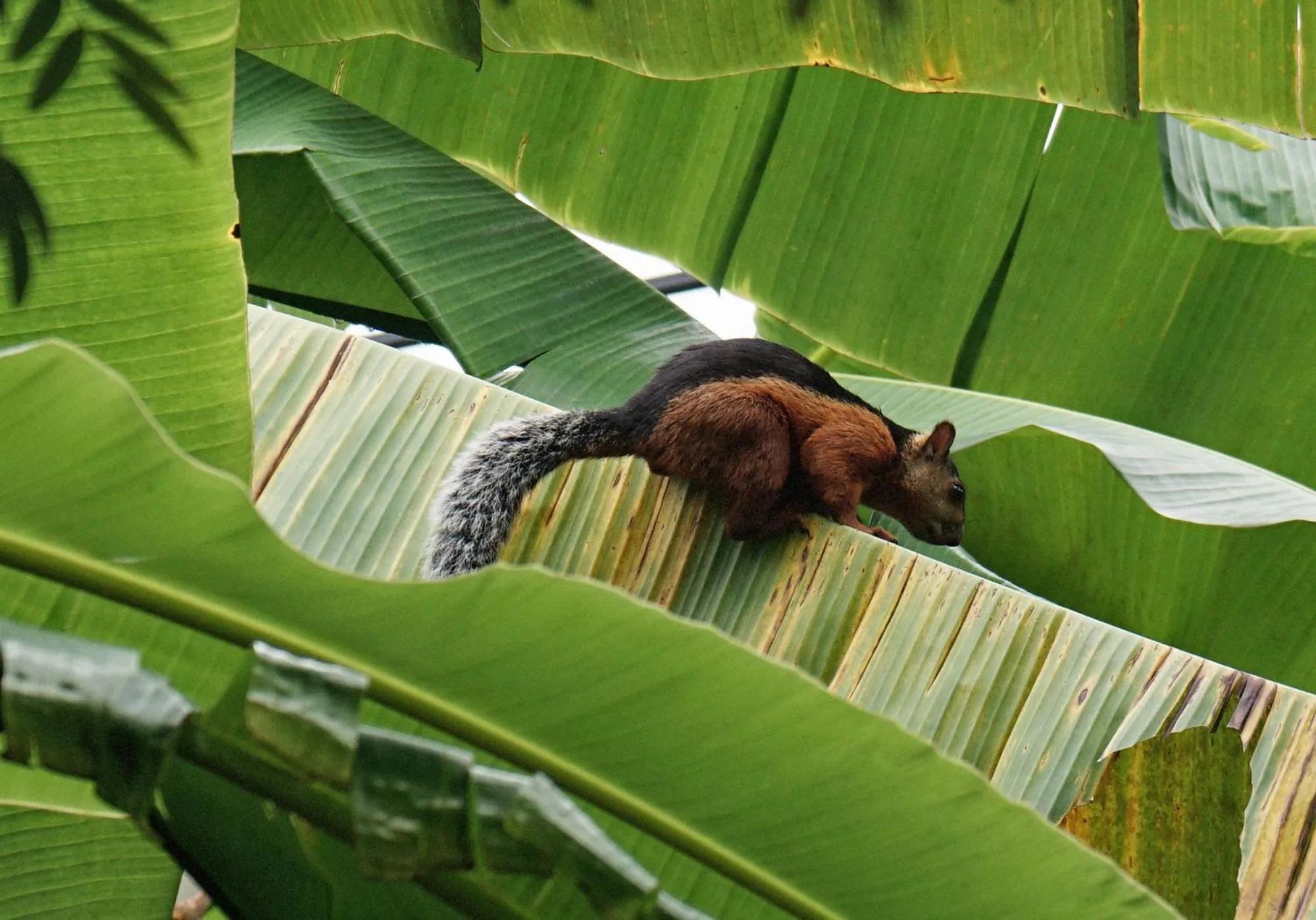 Animals in Casas Santa Teresa