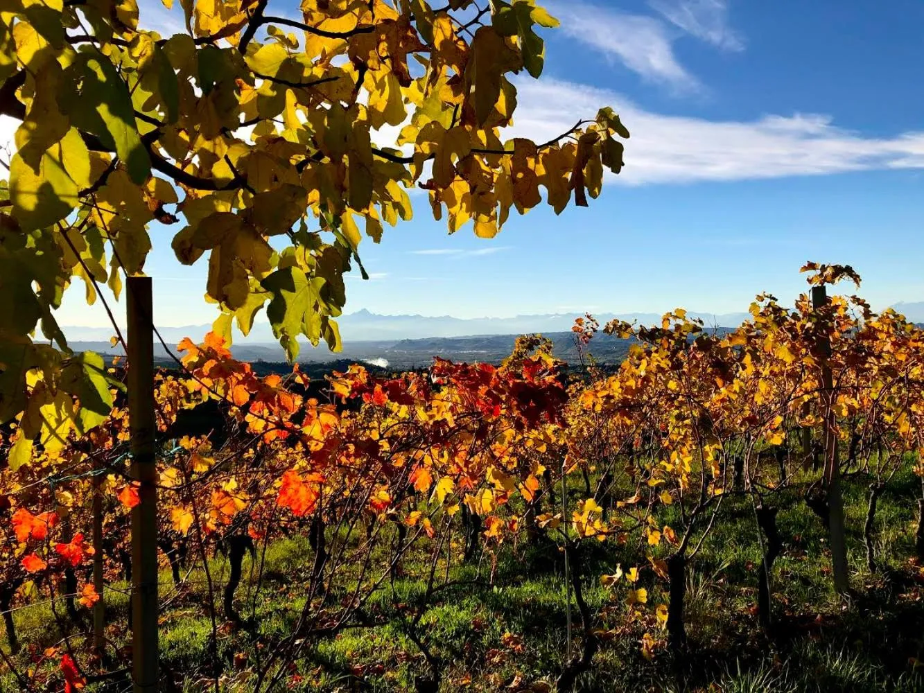 Natural landscape in Cà 'd Langa B&B