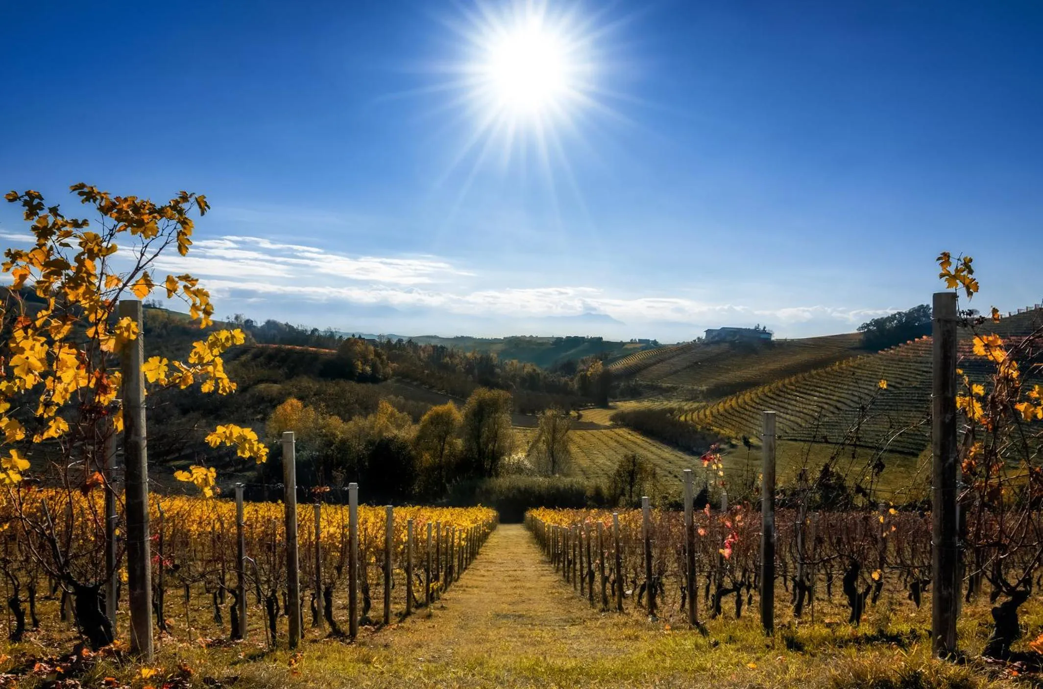 Natural landscape in Cà 'd Langa B&B