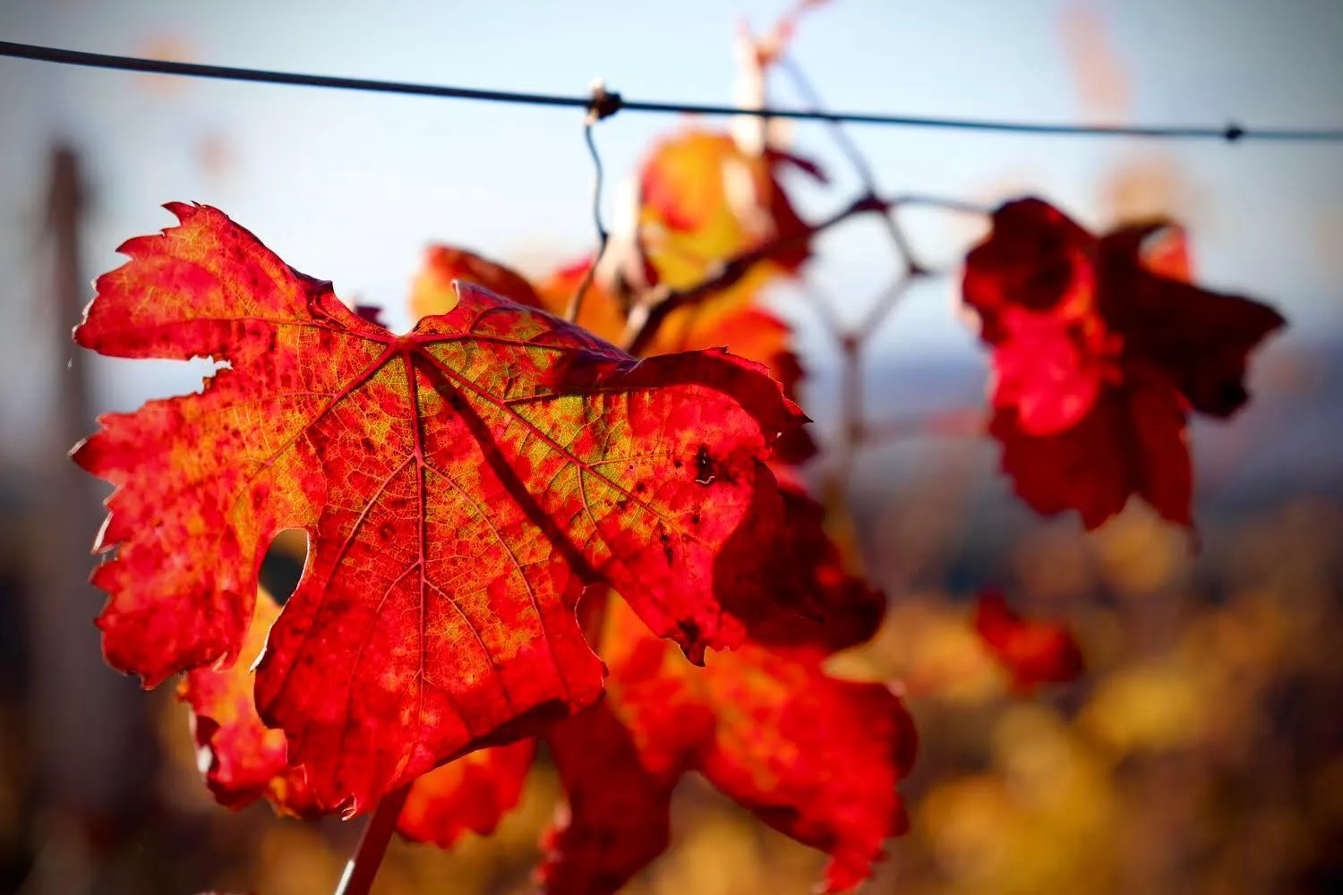 Natural landscape in Cà 'd Langa B&B