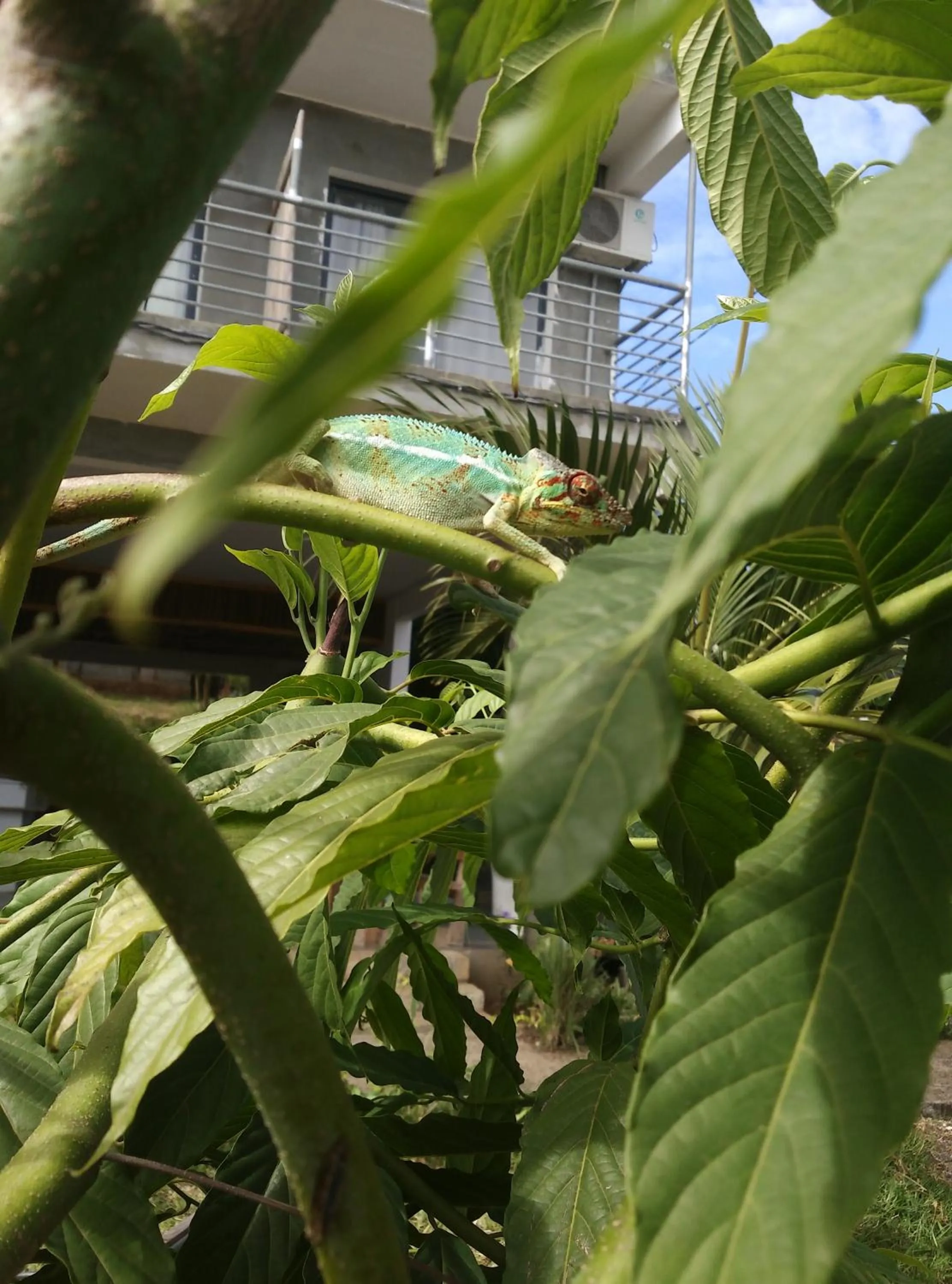 Patio in Hôtel Ambatoloaka
