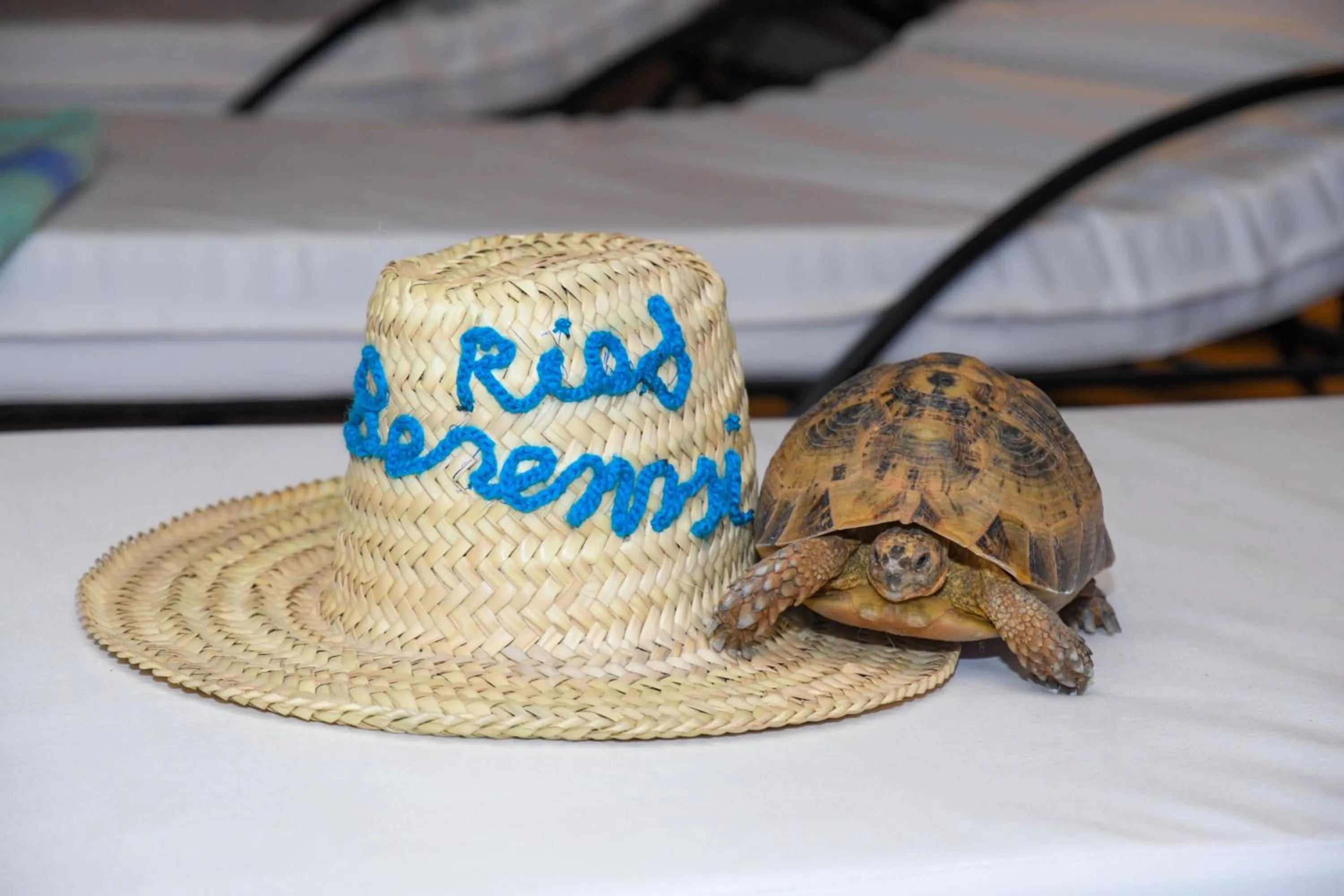 Decorative detail in Riad Berenssi