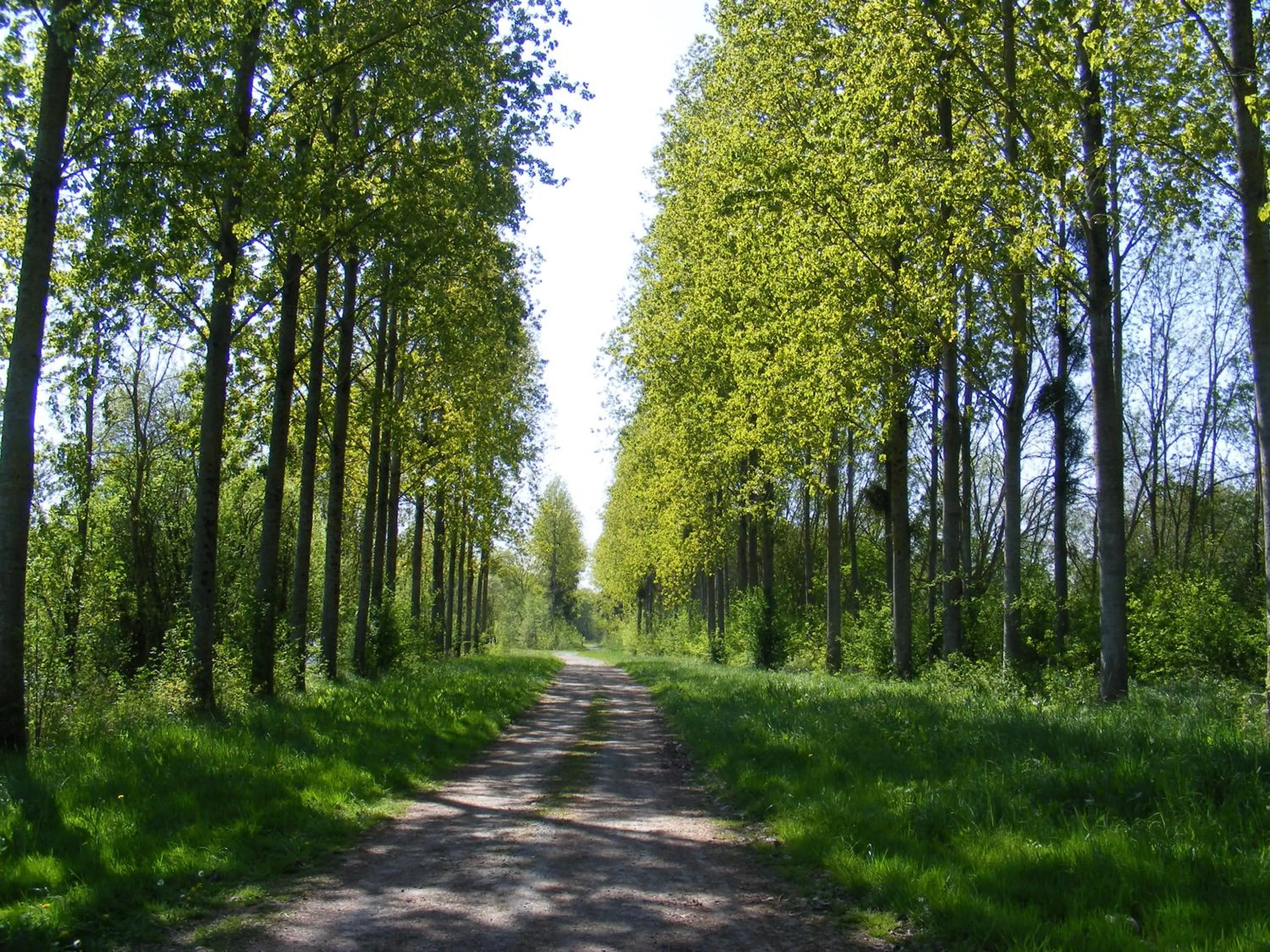 Natural landscape in Chambres d'Hôtes Vignes et Loire