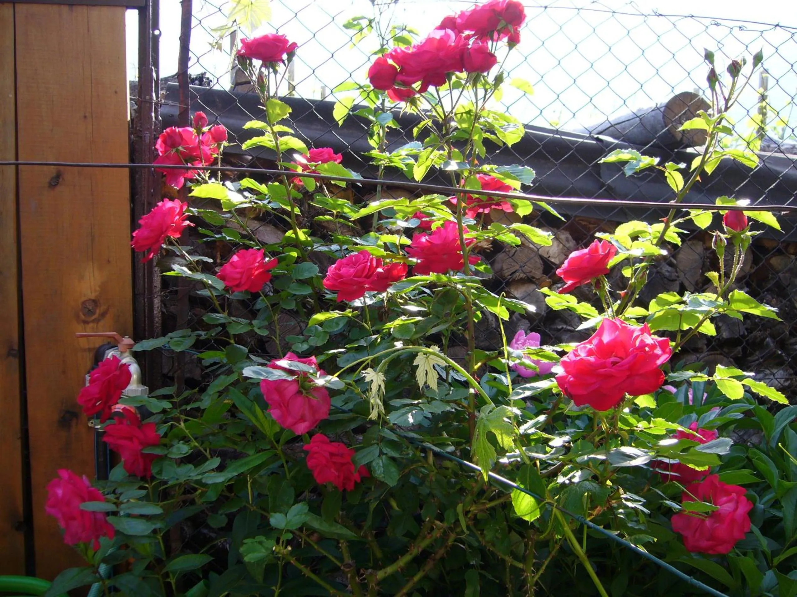 Garden in Hotel Gasthof WASTL