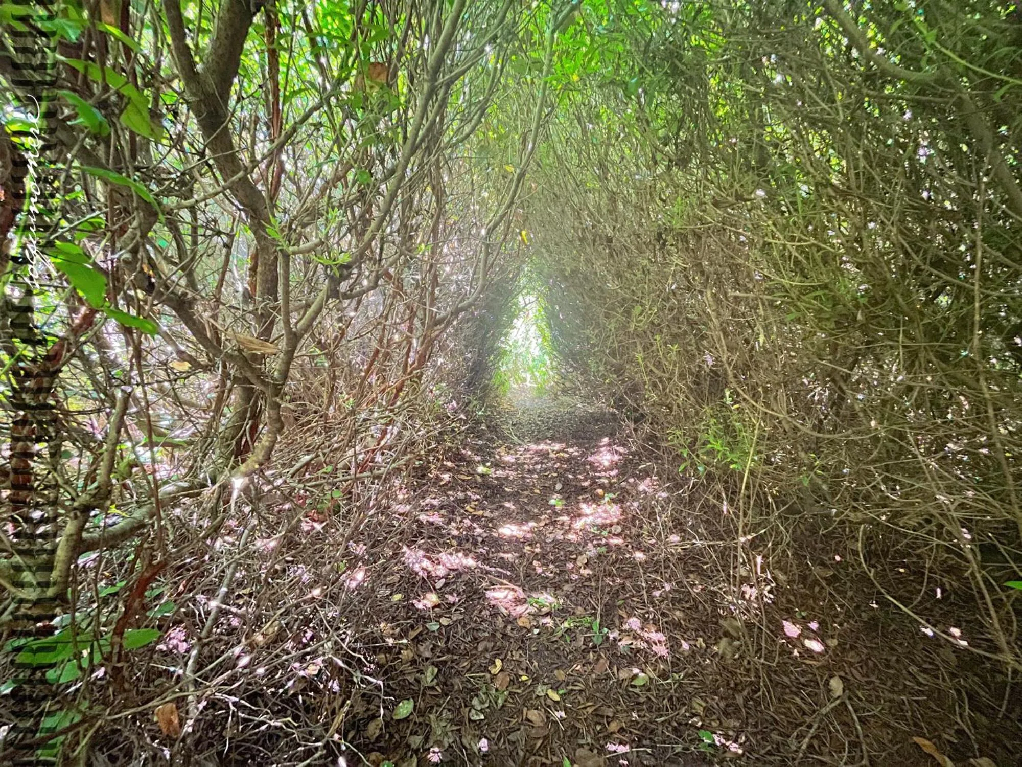 Tide Pool Cabin, a Soquinomere Private Hotel on the Dunes, Downtown Ocean Shores