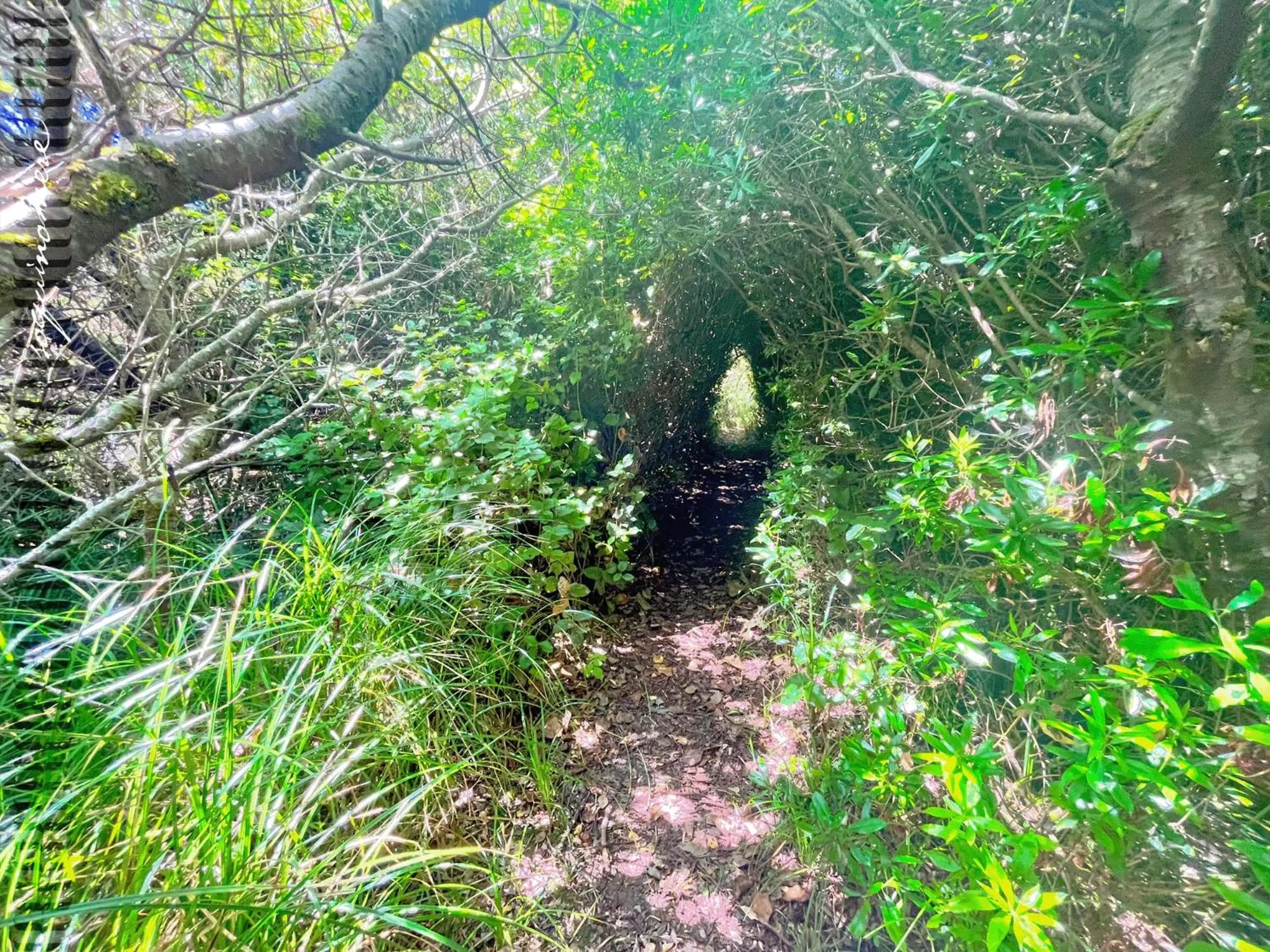 Tide Pool Cabin, a Soquinomere Private Hotel on the Dunes, Downtown Ocean Shores
