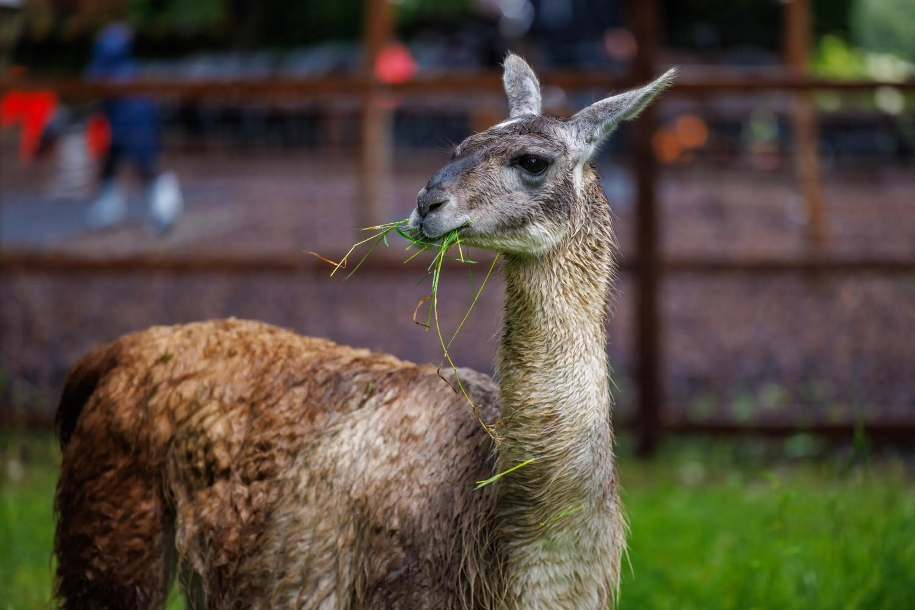 Pets in Newpark Hotel