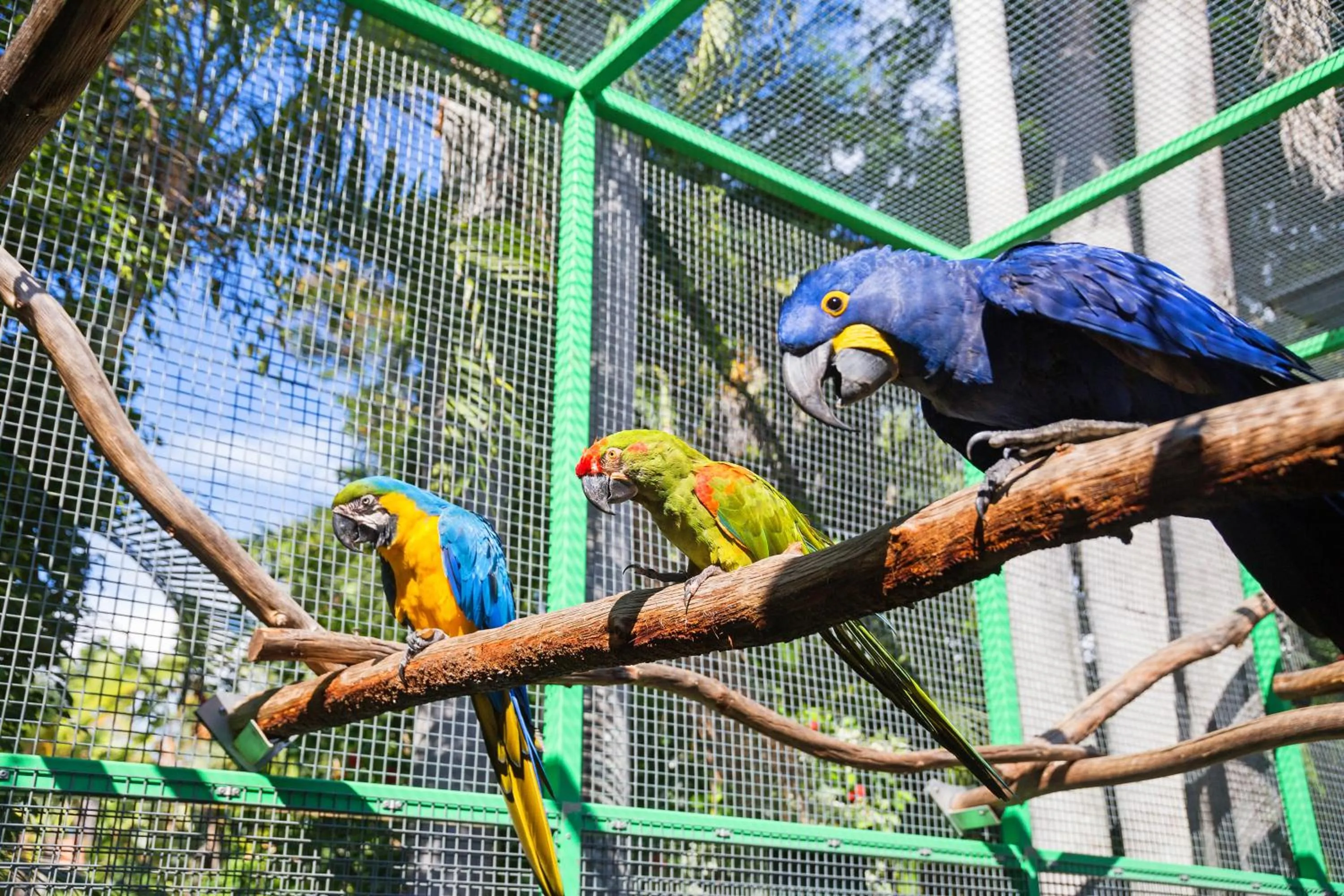 Area and facilities in Ashmore Palms Holiday Village