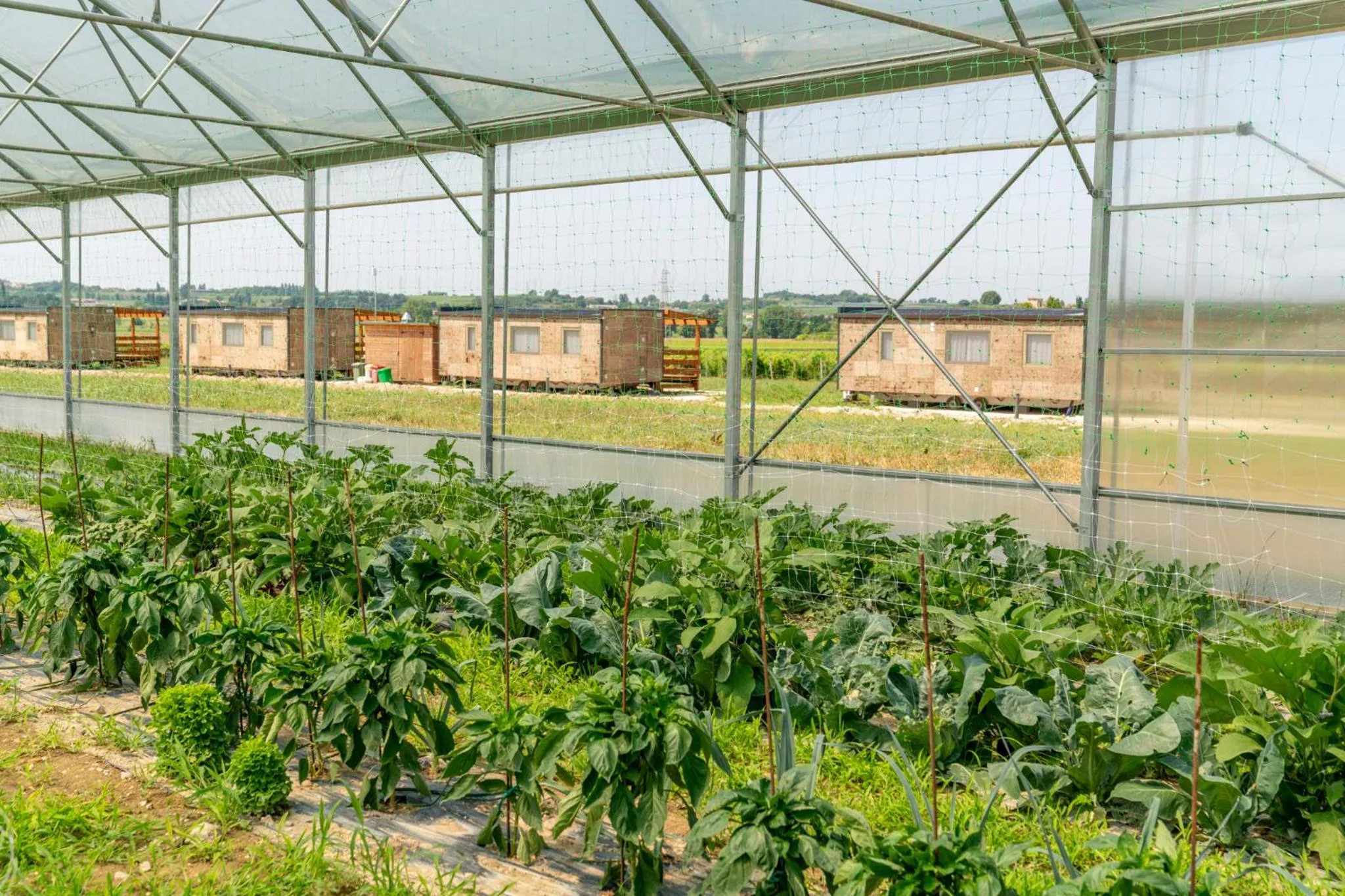 Restaurant/places to eat in Agriturismo dei Grippi