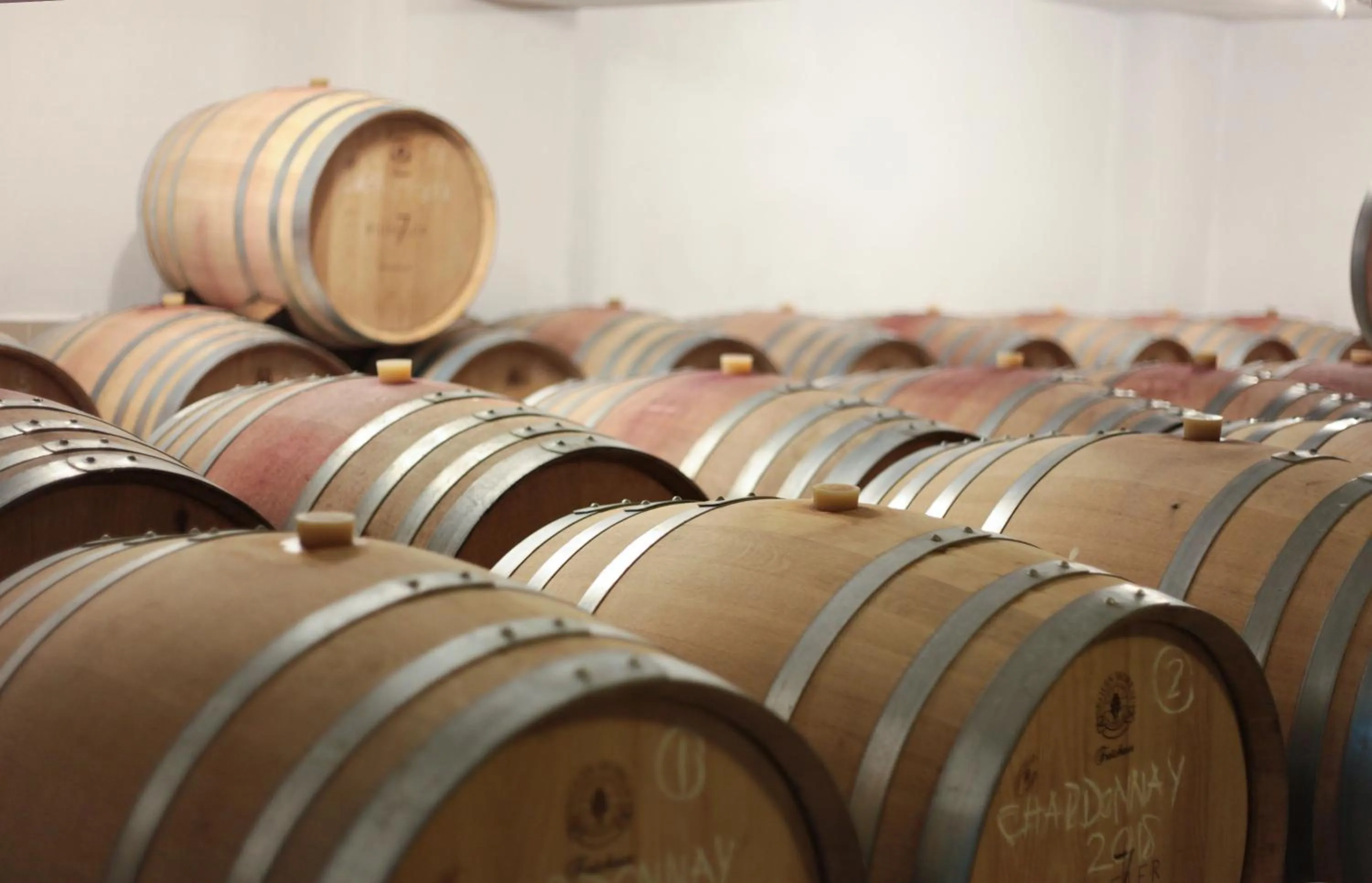 Activities in VINIFERA VINEYARDS HOTEL