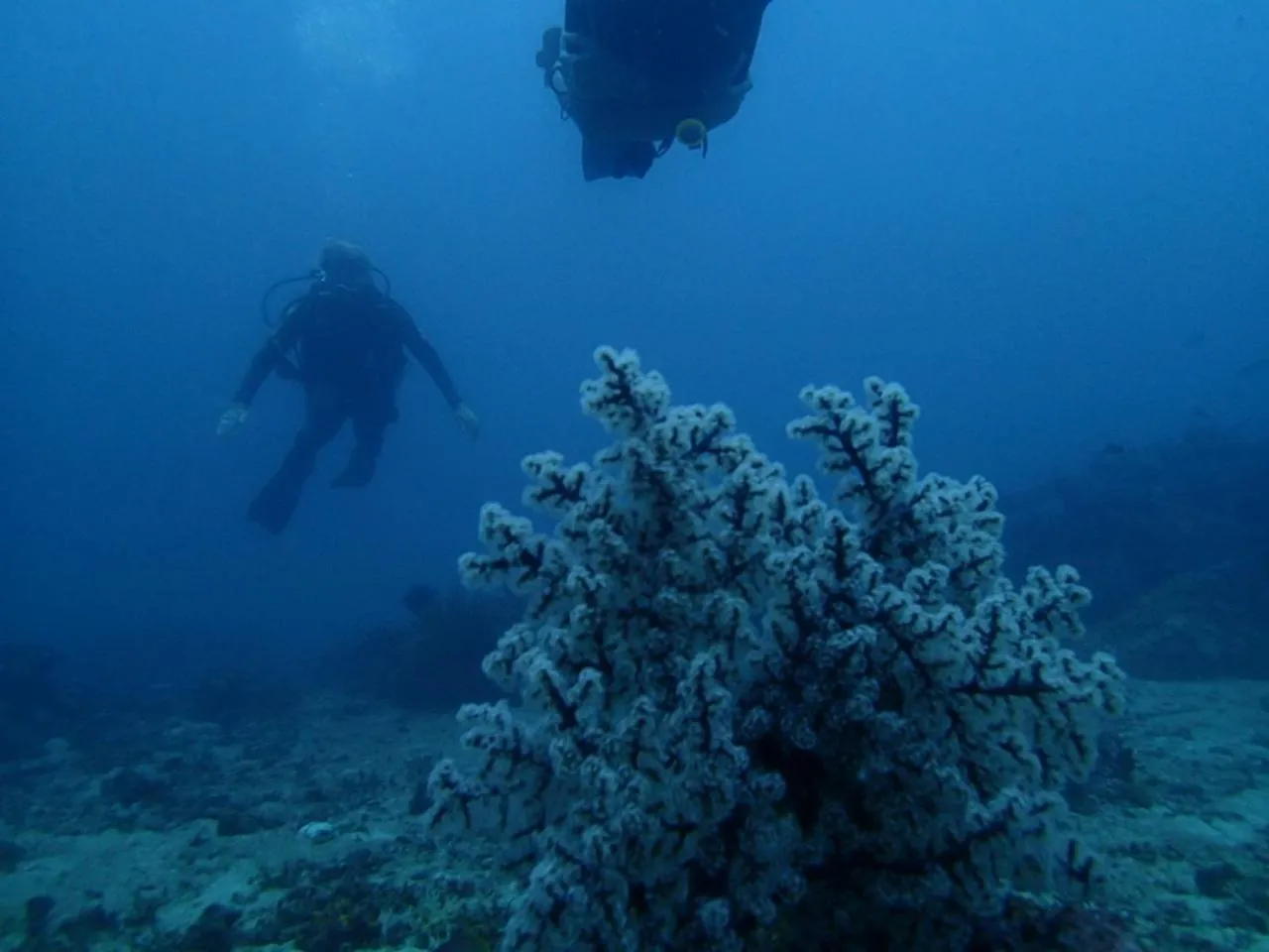 Diving in Eliska Sari Bungalows Sumberkima