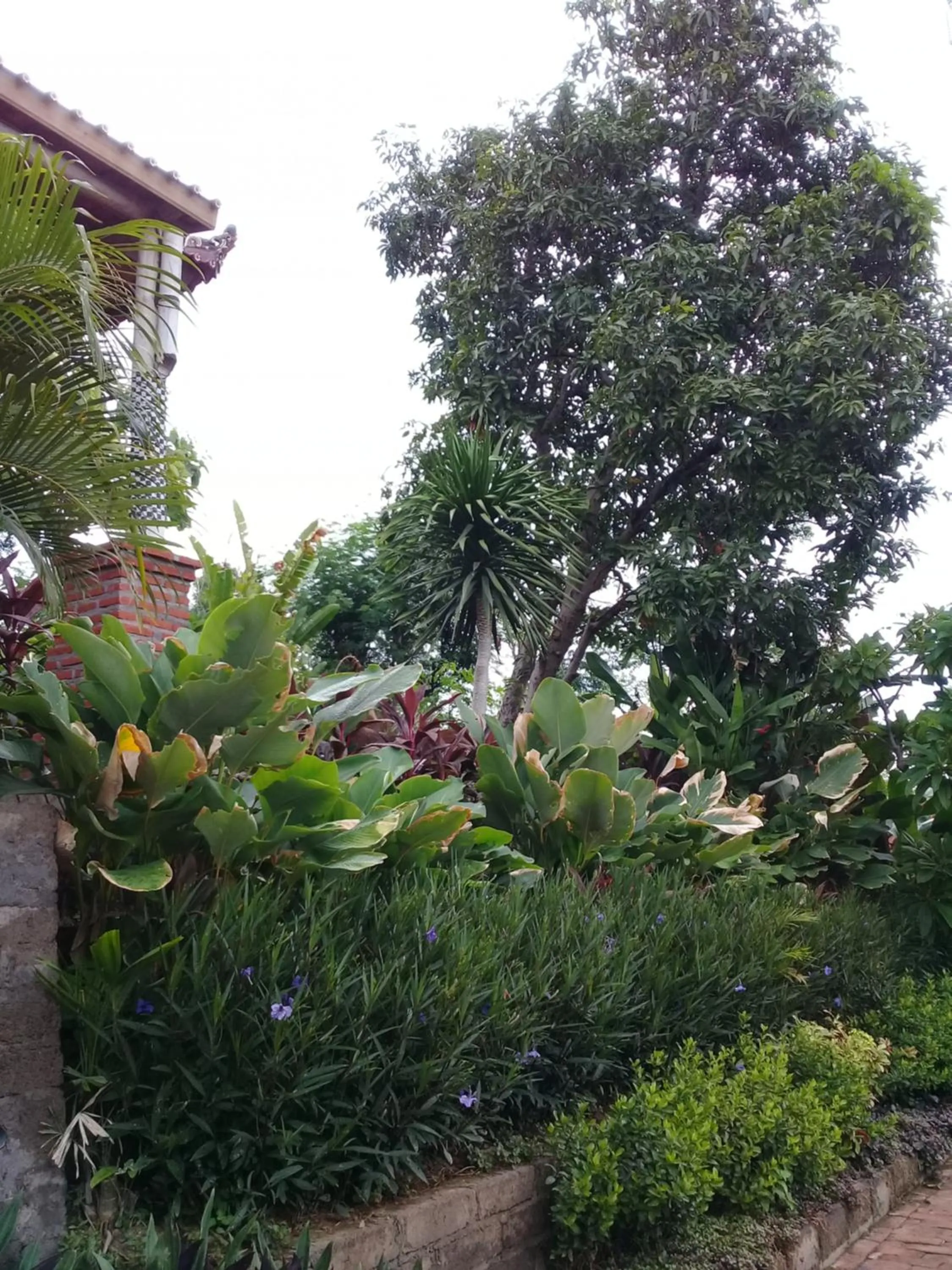 Garden in Eliska Sari Bungalows Sumberkima