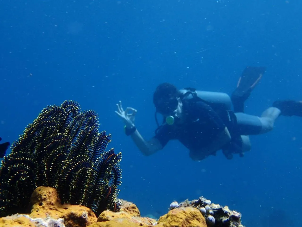 Diving in Eliska Sari Bungalows Sumberkima