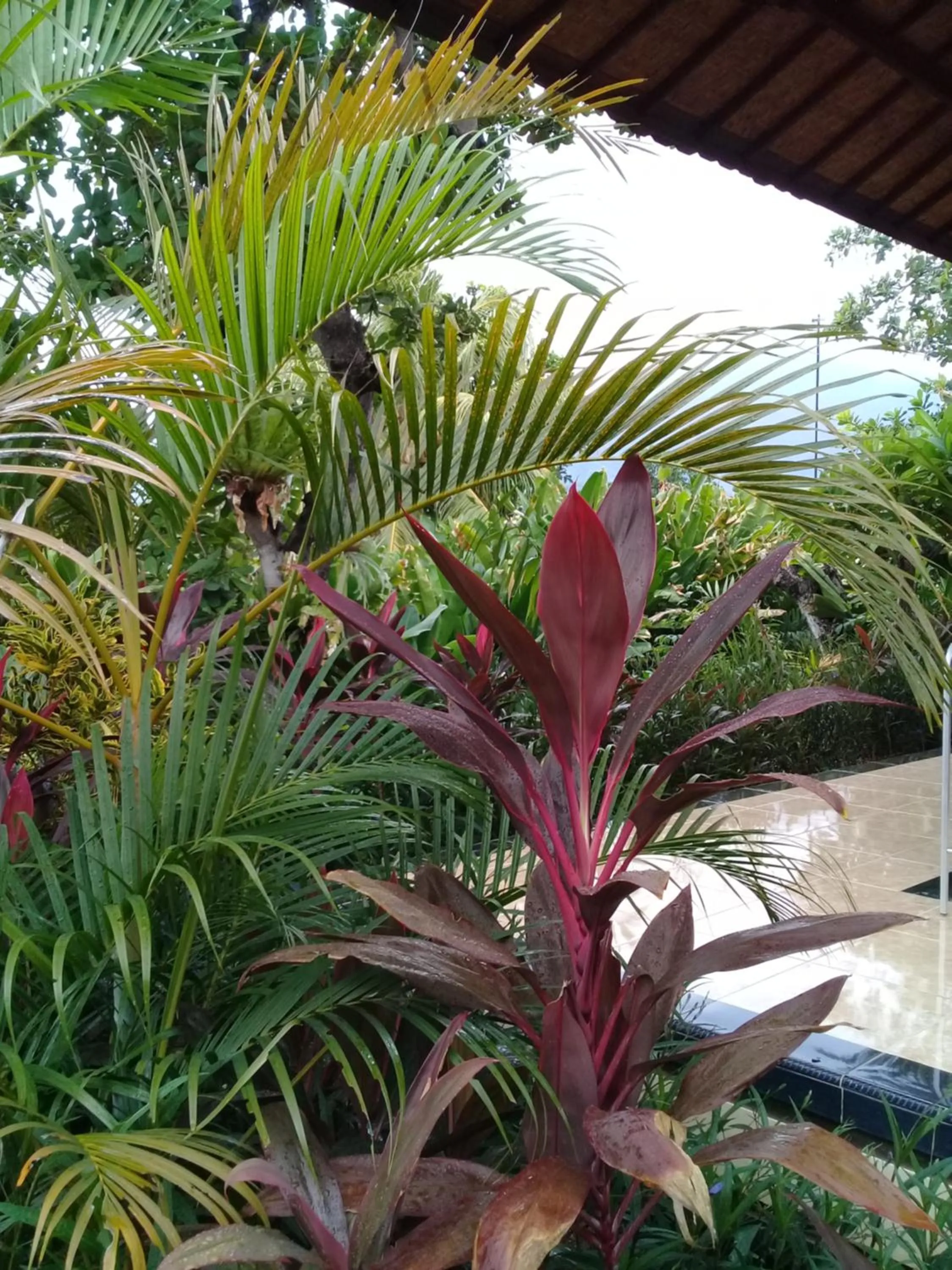 Garden in Eliska Sari Bungalows Sumberkima