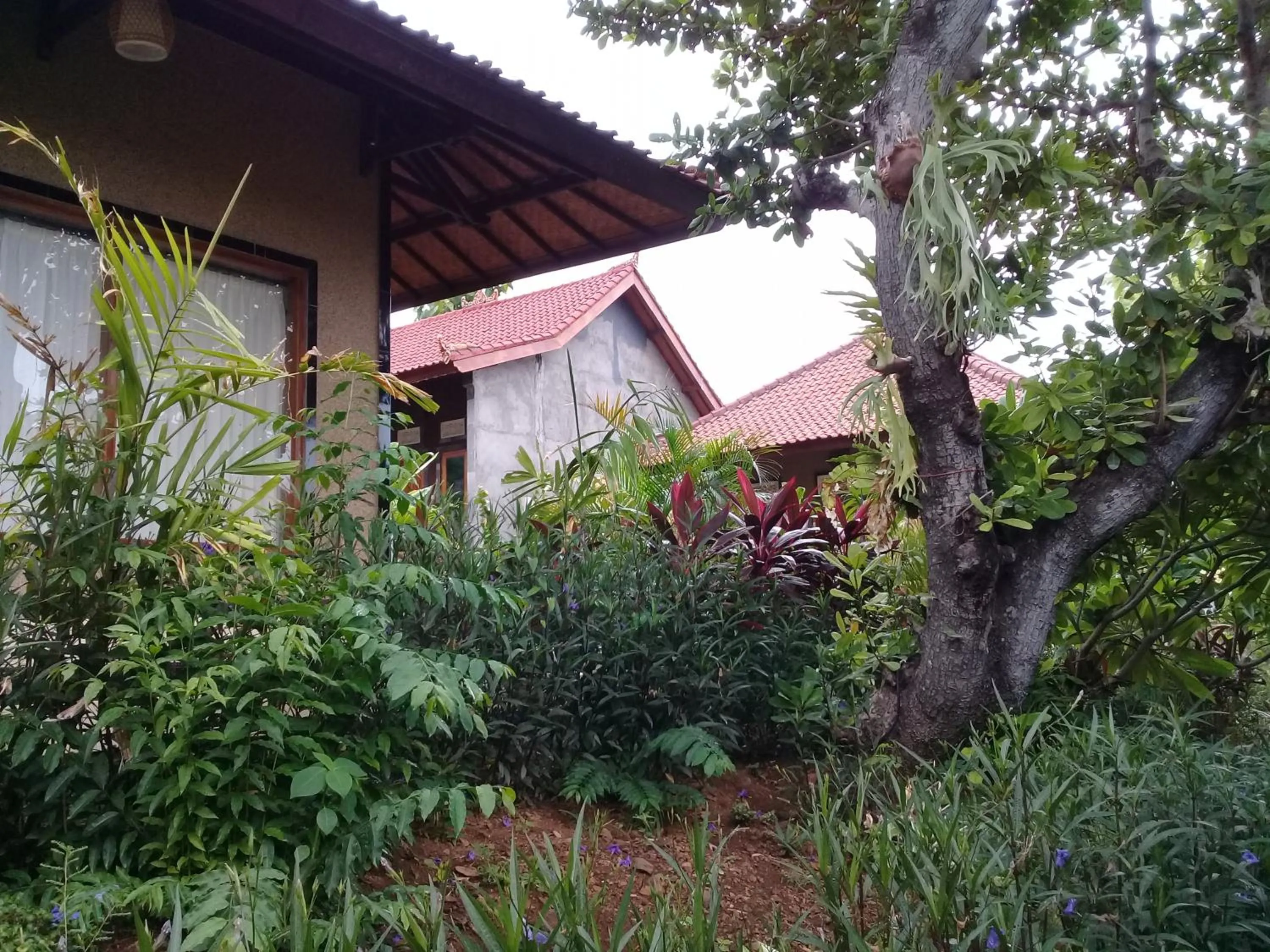 Garden in Eliska Sari Bungalows Sumberkima