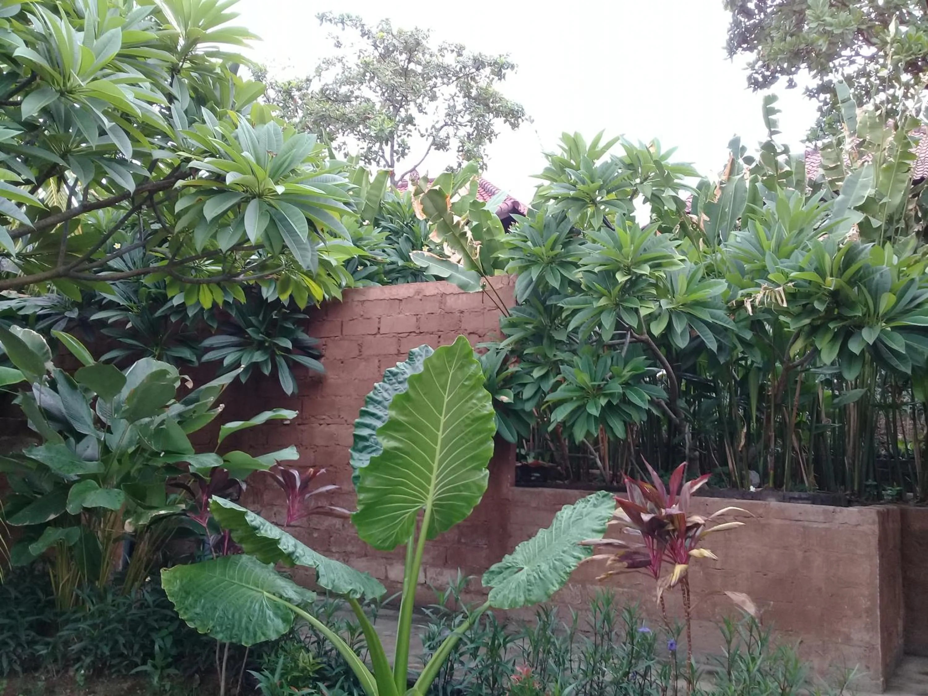 Garden in Eliska Sari Bungalows Sumberkima