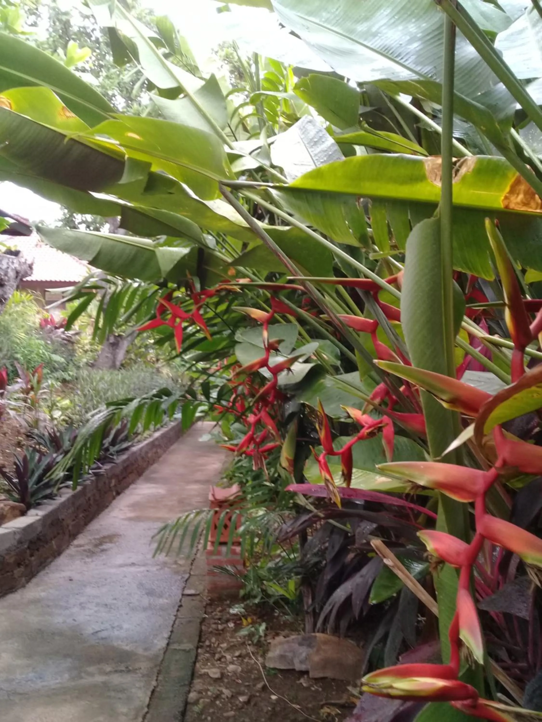 Garden in Eliska Sari Bungalows Sumberkima