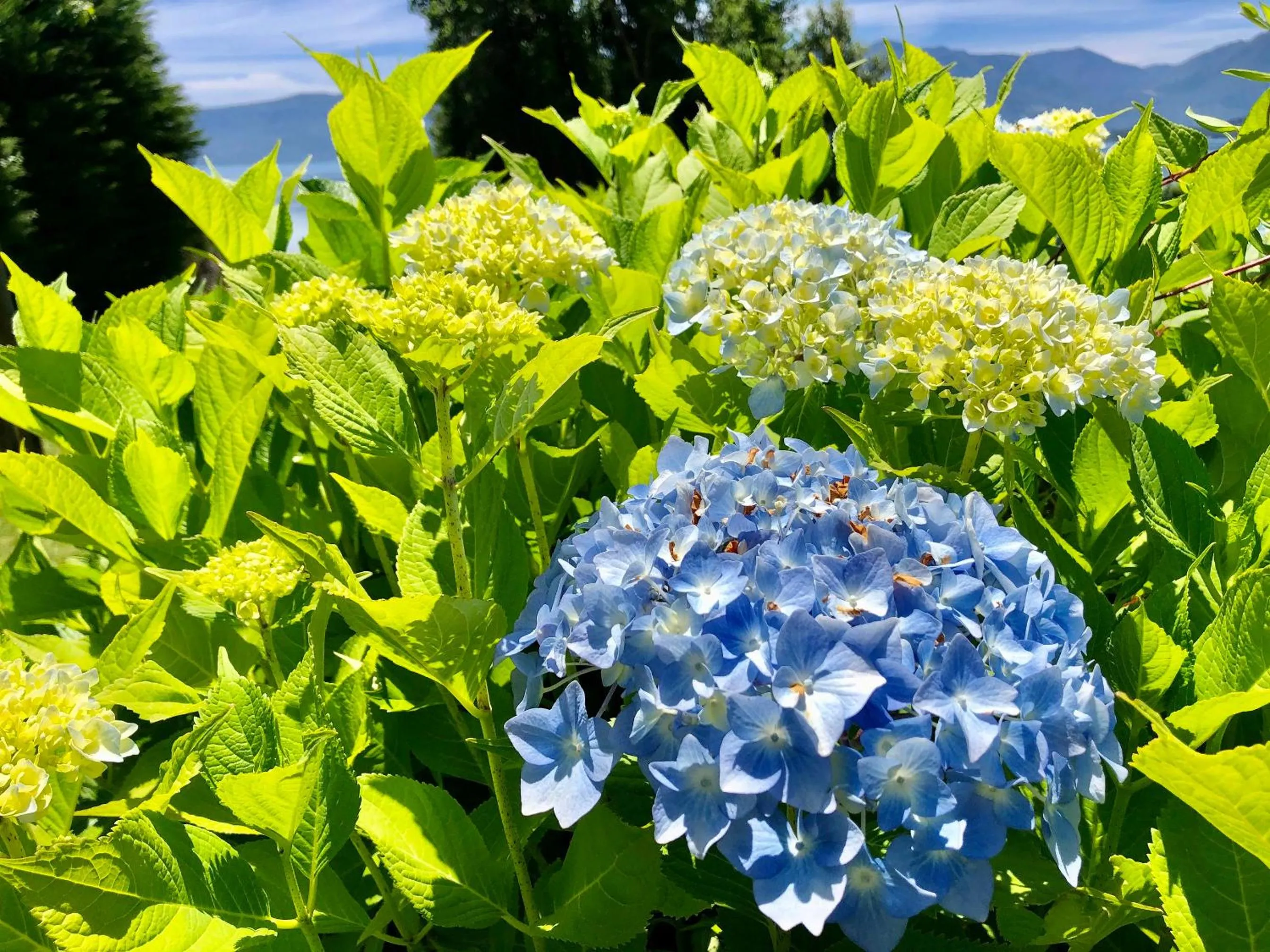 Cabañas Monte Verde