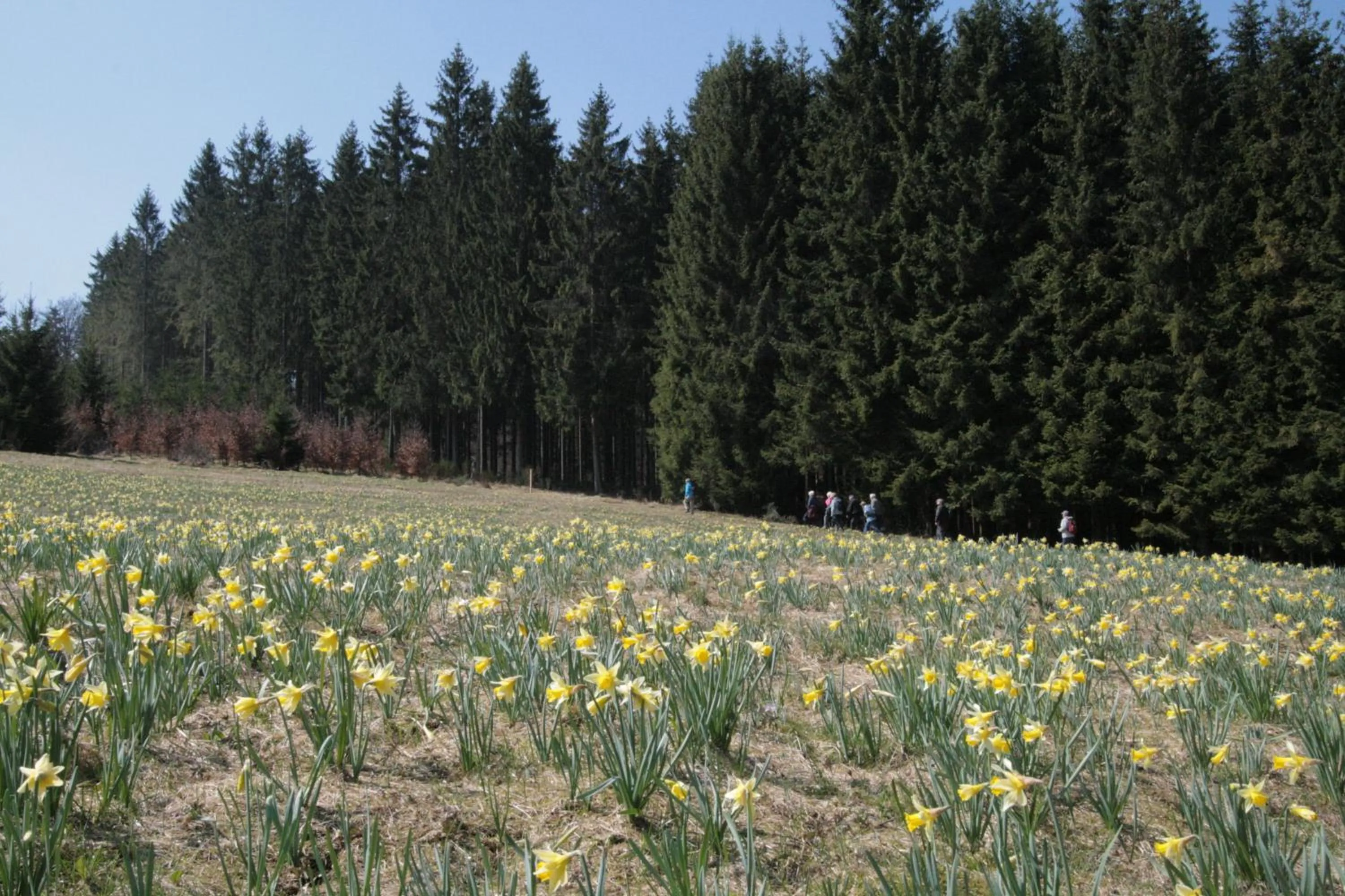 Nearby landmark in Boutique Hotel Restaurant Hollerather Hof
