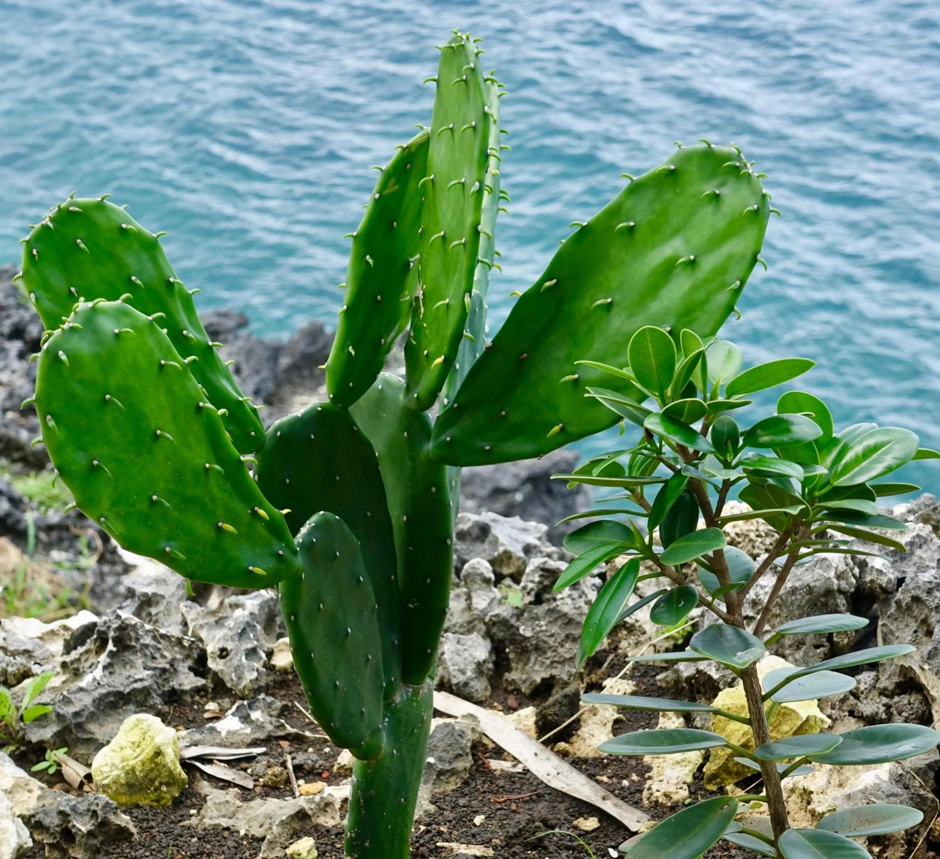 Natural landscape in Stunning Ocean View