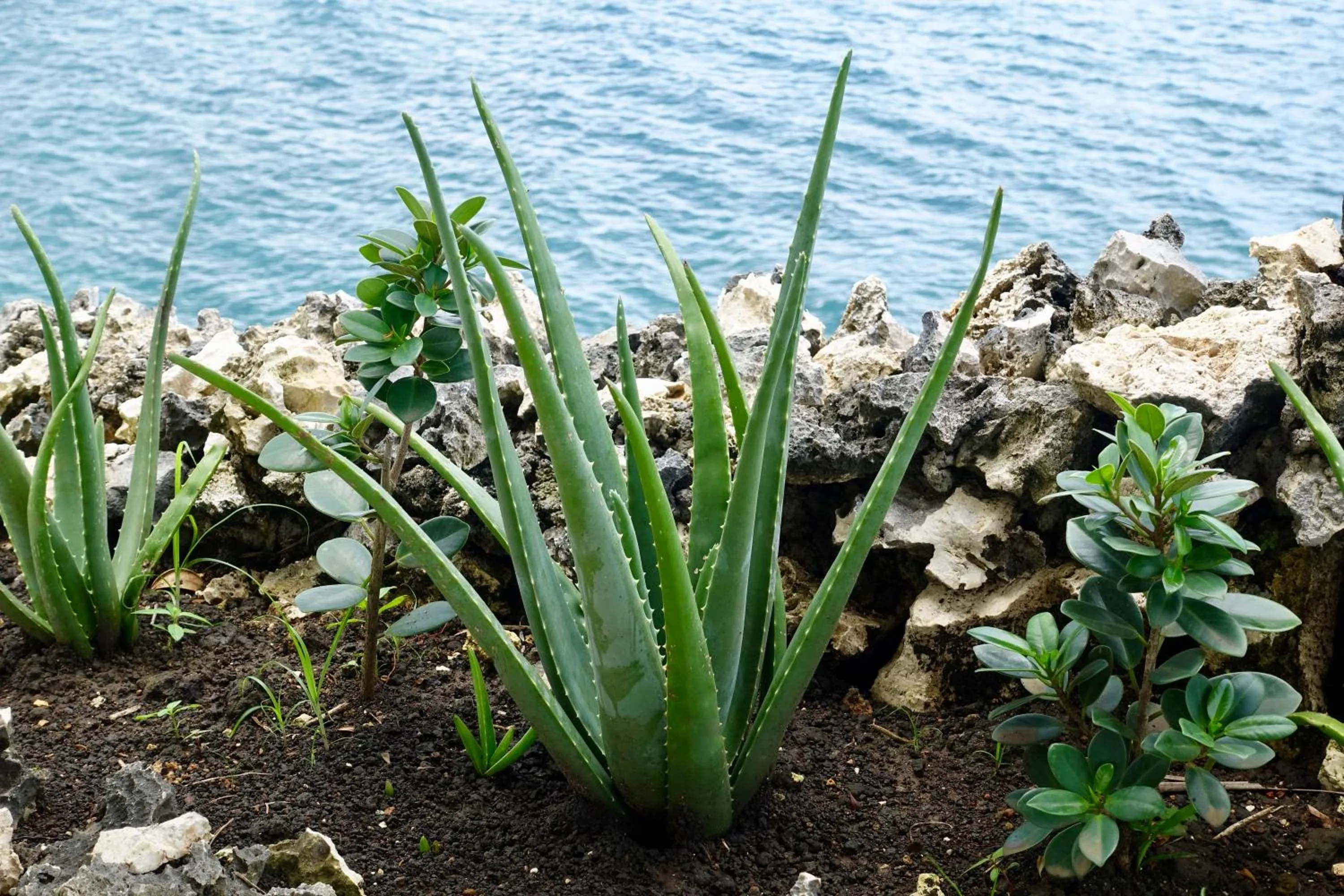 Garden view in Stunning Ocean View