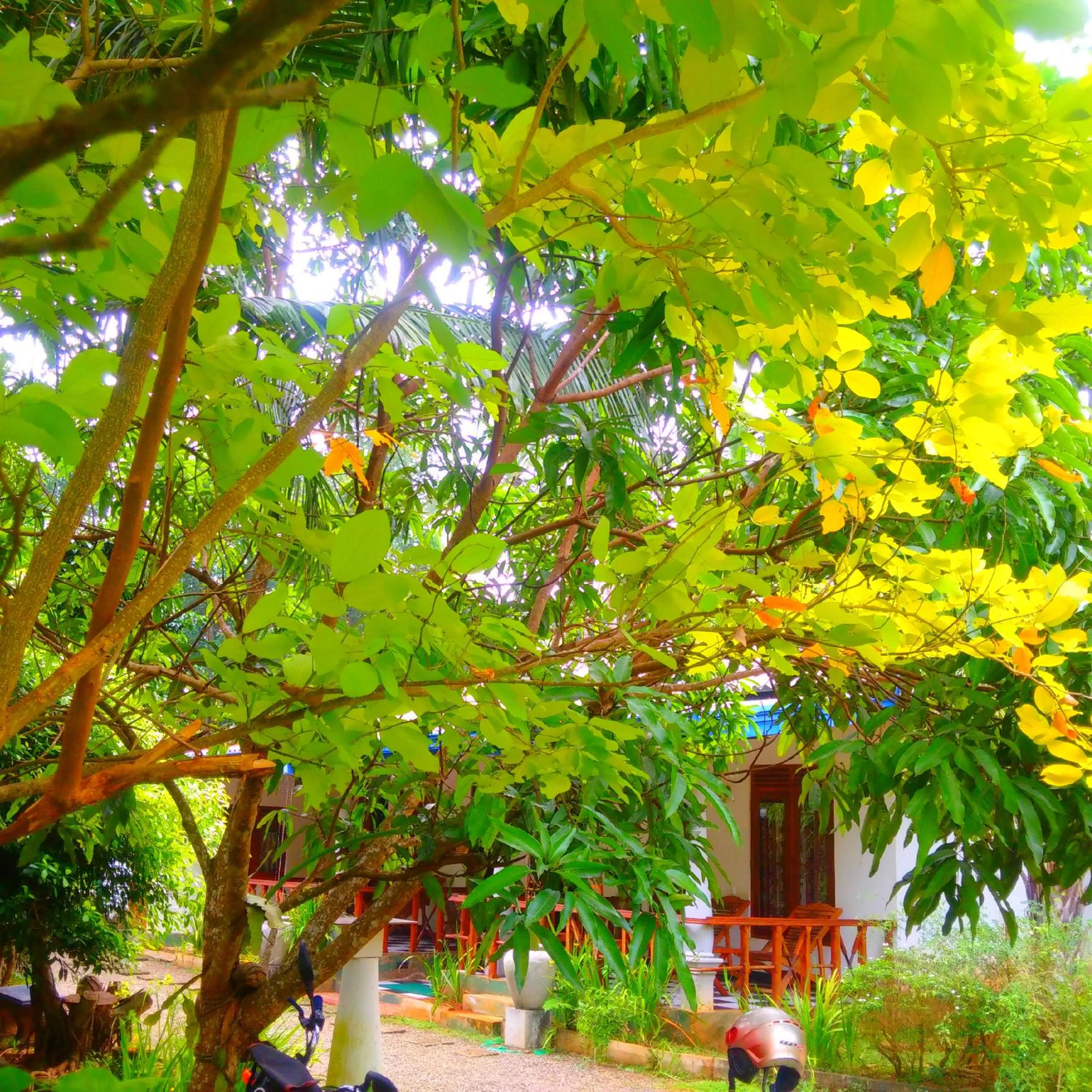 Natural landscape in Avian Garden Udawalawe