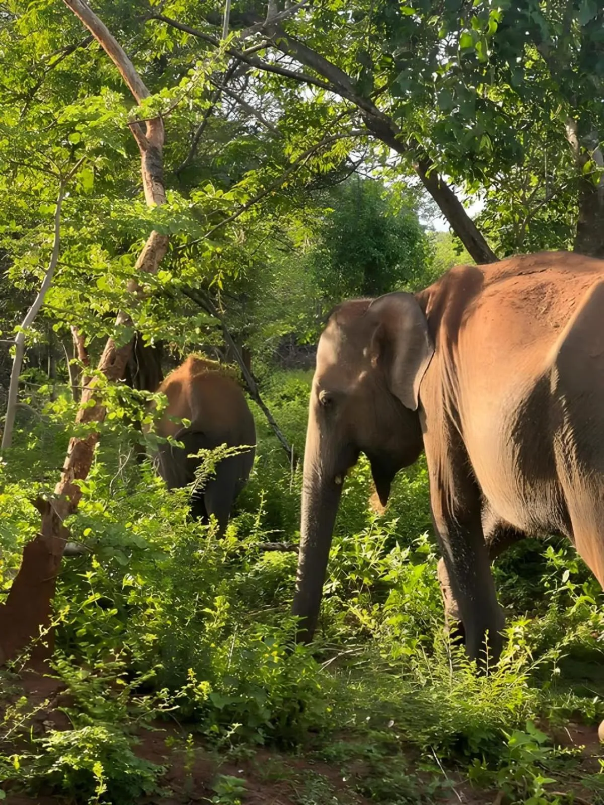 Natural landscape in Avian Garden Udawalawe