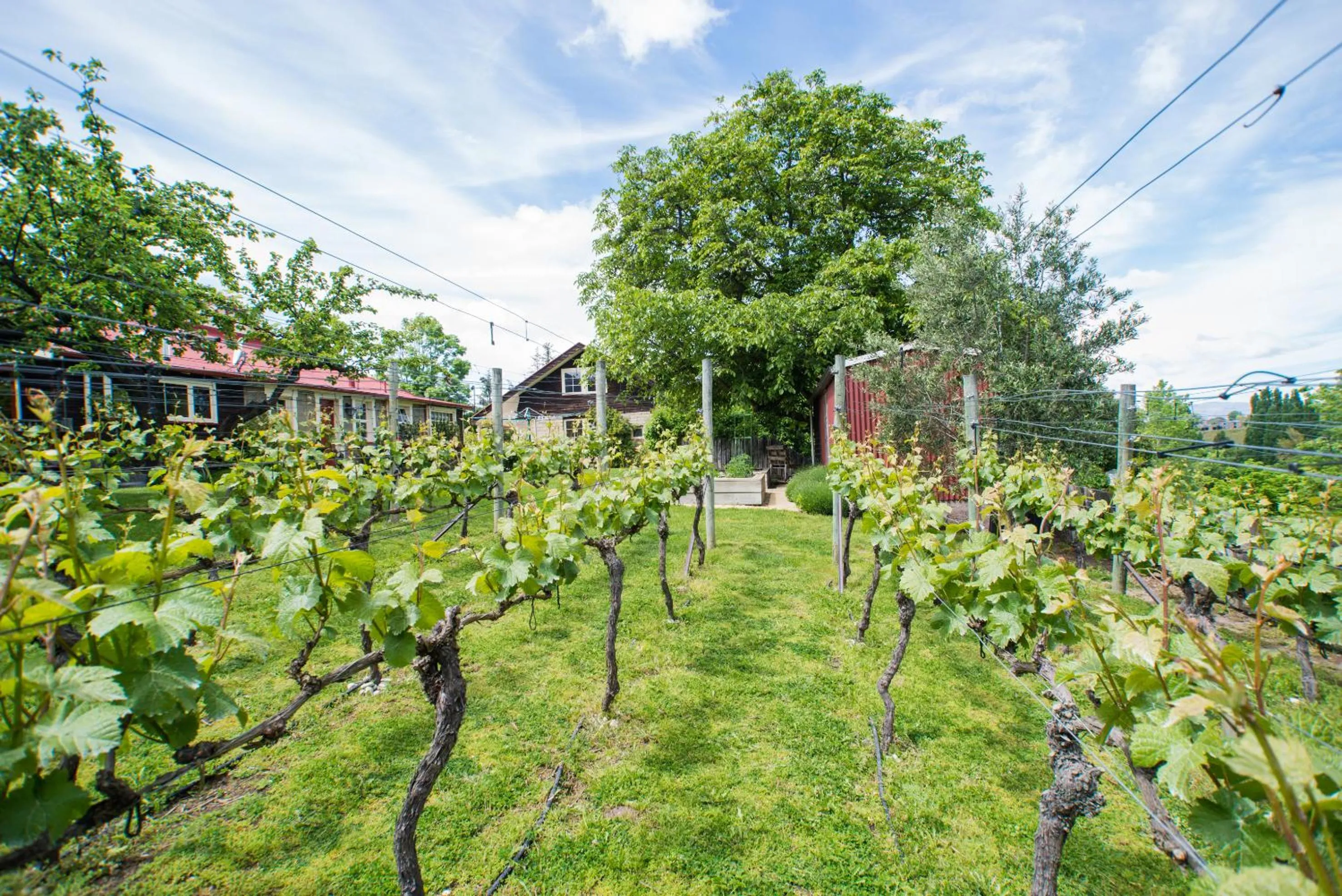 Garden in Hartley Homestead Boutique Bed & Breakfast
